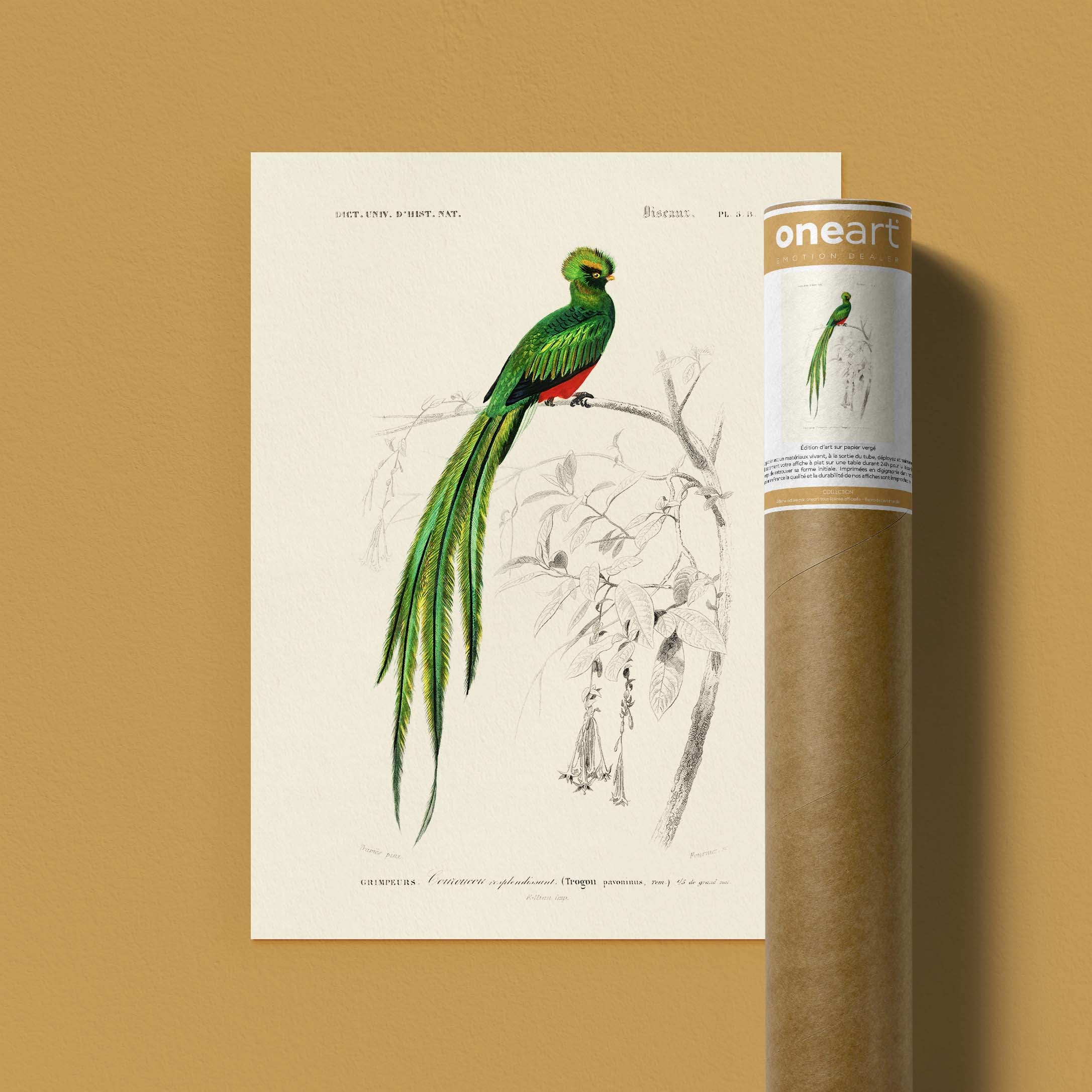 Planche de zoologie - Le couroucou-oneart.fr