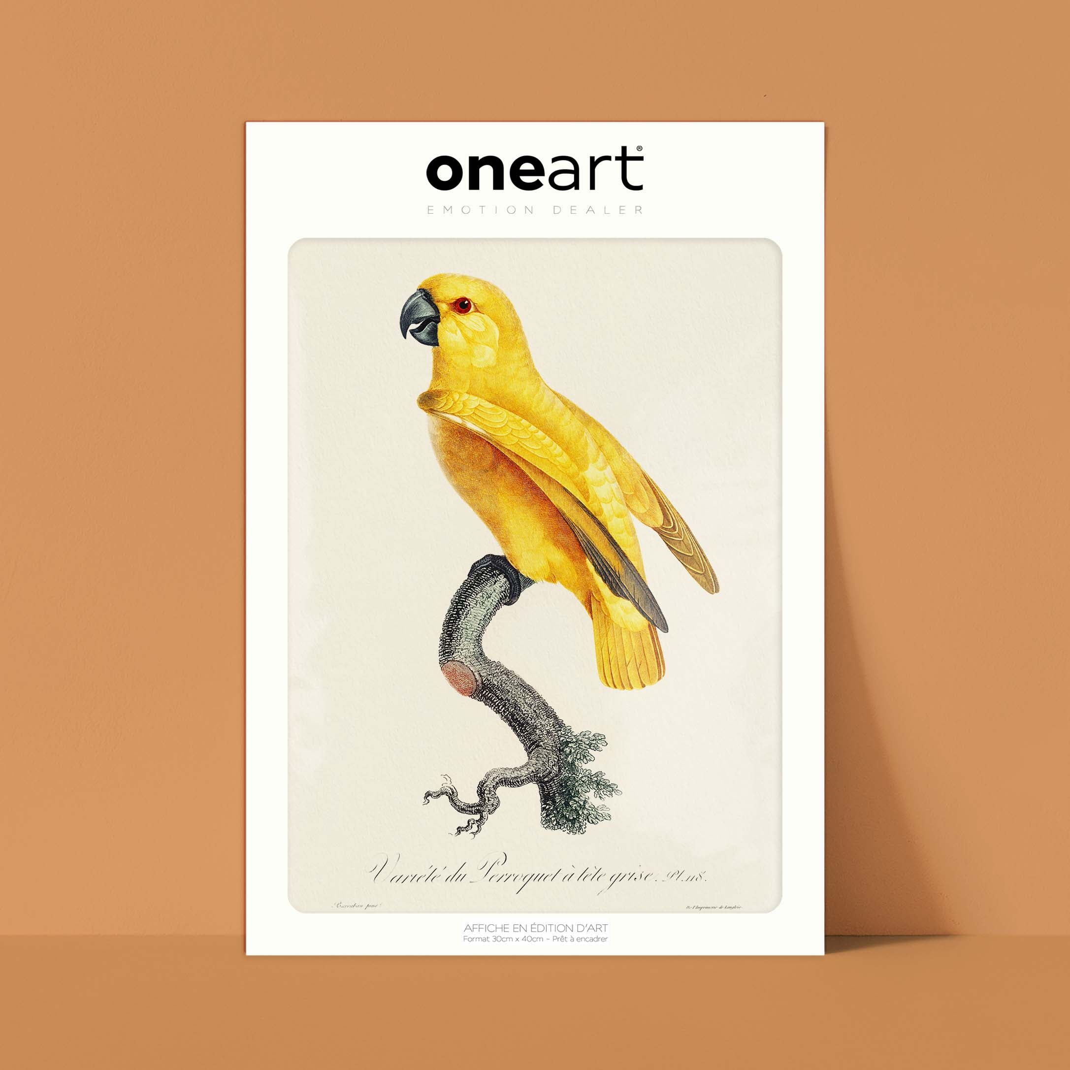 Planche d'ornithologie - Le perroquet à tête grise-oneart.fr