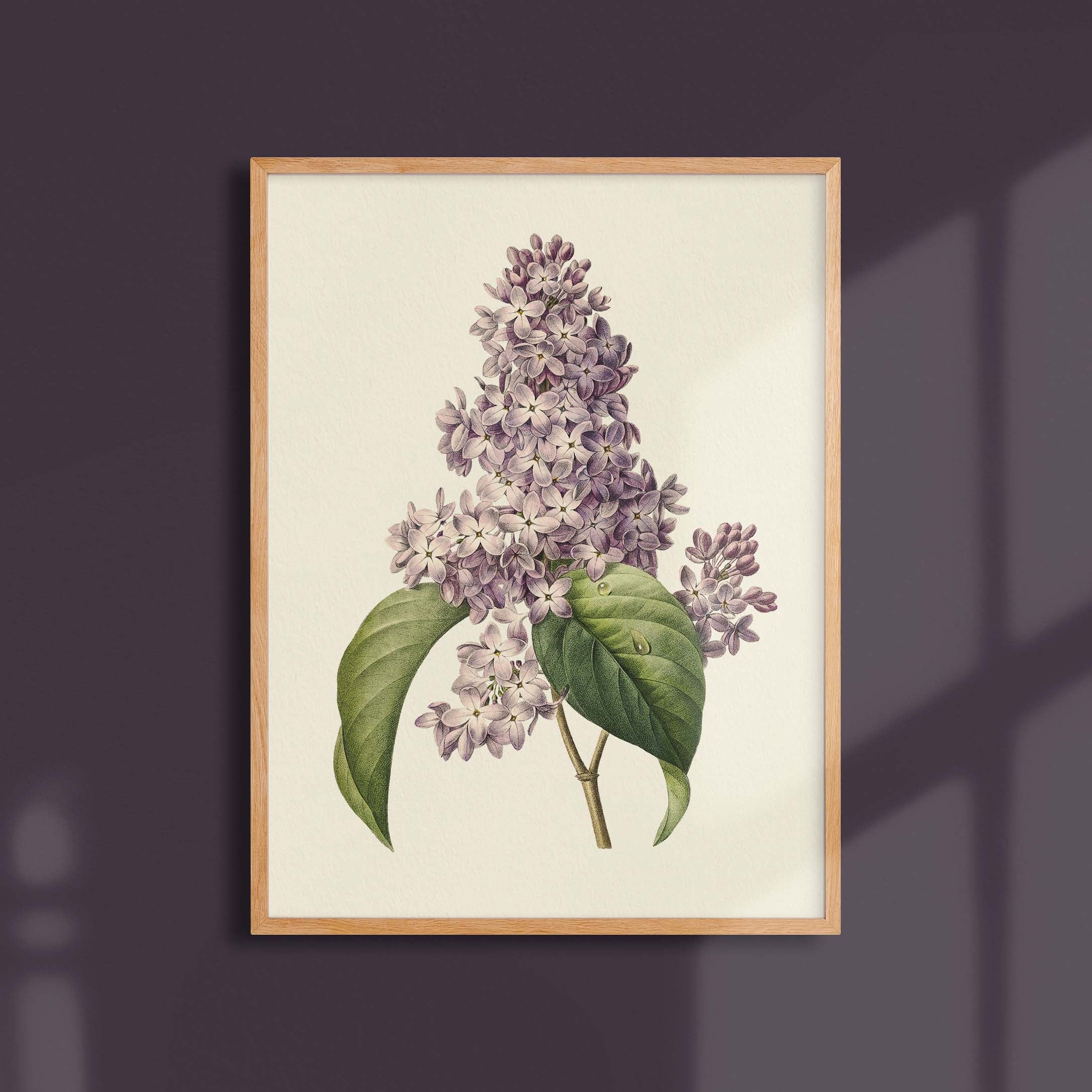 Planche botanique - Lilas-oneart.fr