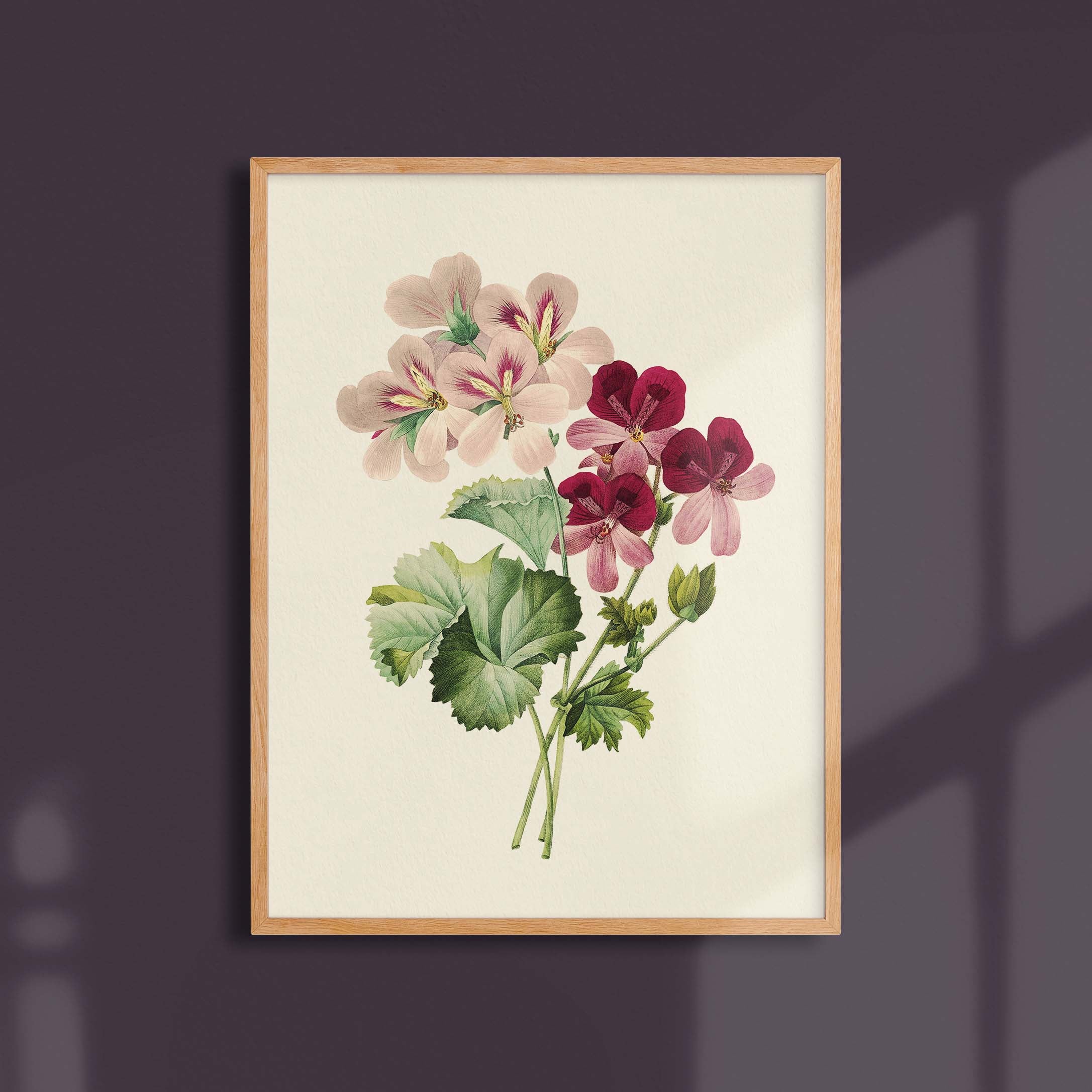 Planche botanique - Geranium-oneart.fr