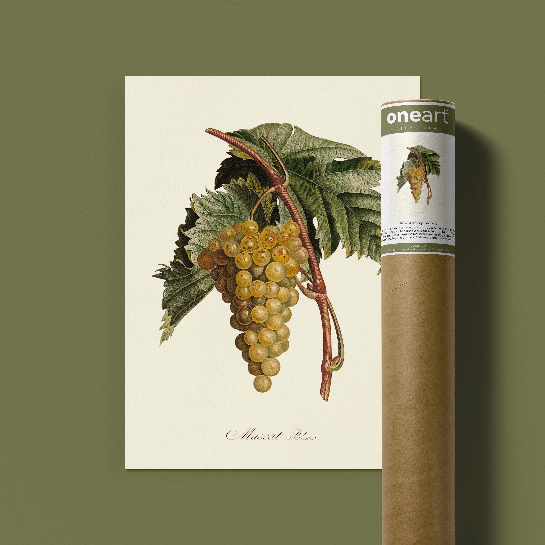 Planche botanique fruit - Muscat blanc-oneart.fr