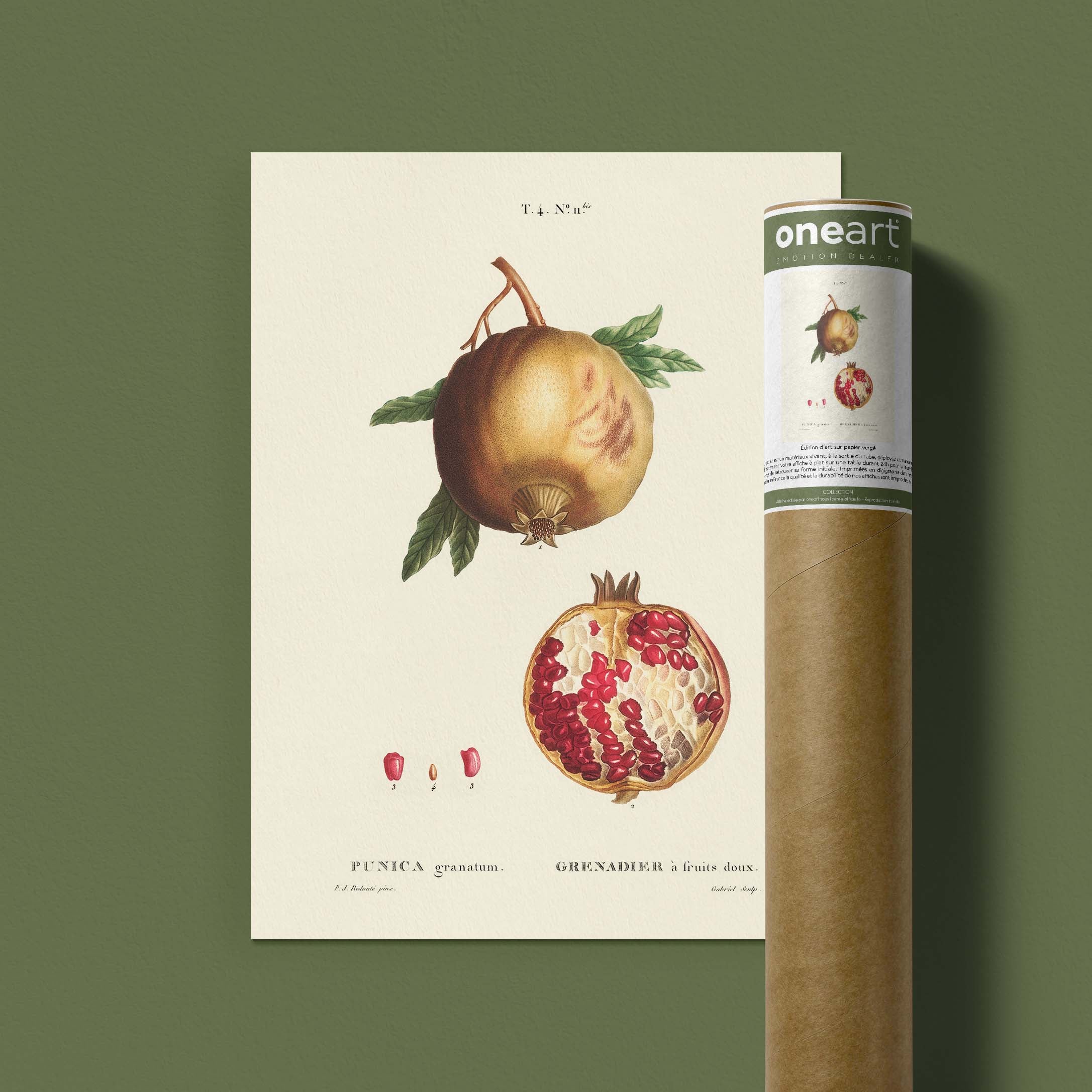 Planche botanique fruit - Grenadier-oneart.fr