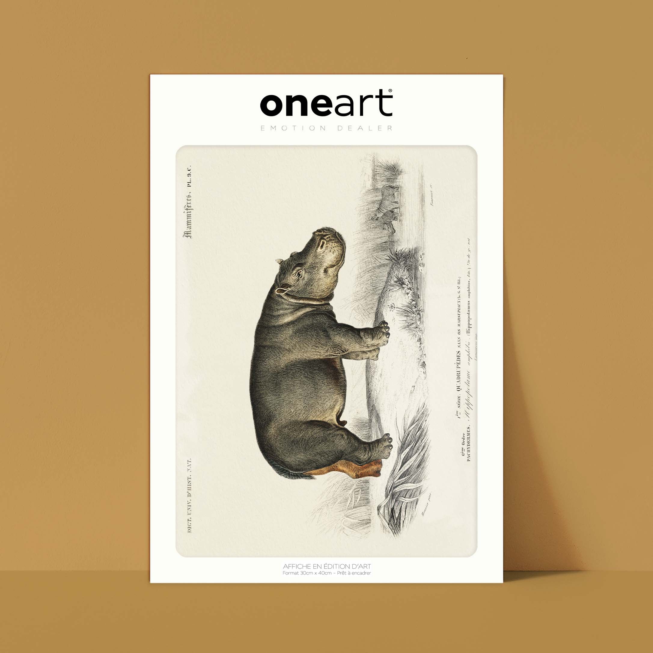 Planche de zoologie - L'hippopotame amphibie-oneart.fr