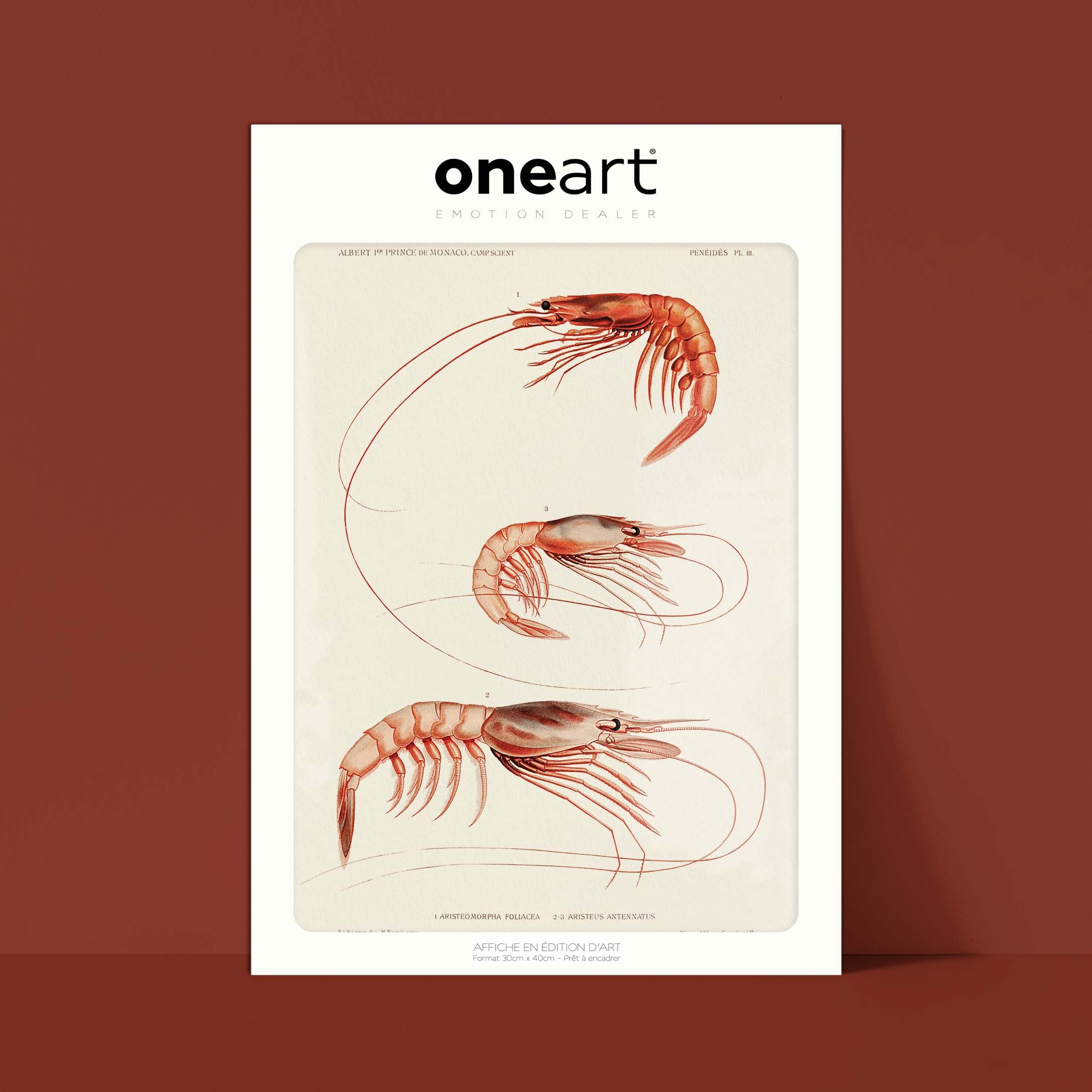 Affiche océan - Les crevettes-oneart.fr