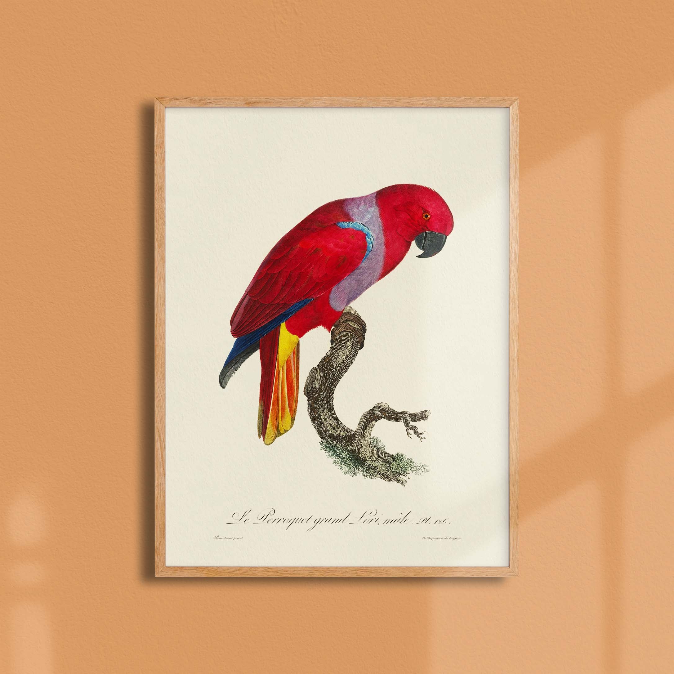 Planche d'ornithologie - Le perroquet grand Lori-oneart.fr