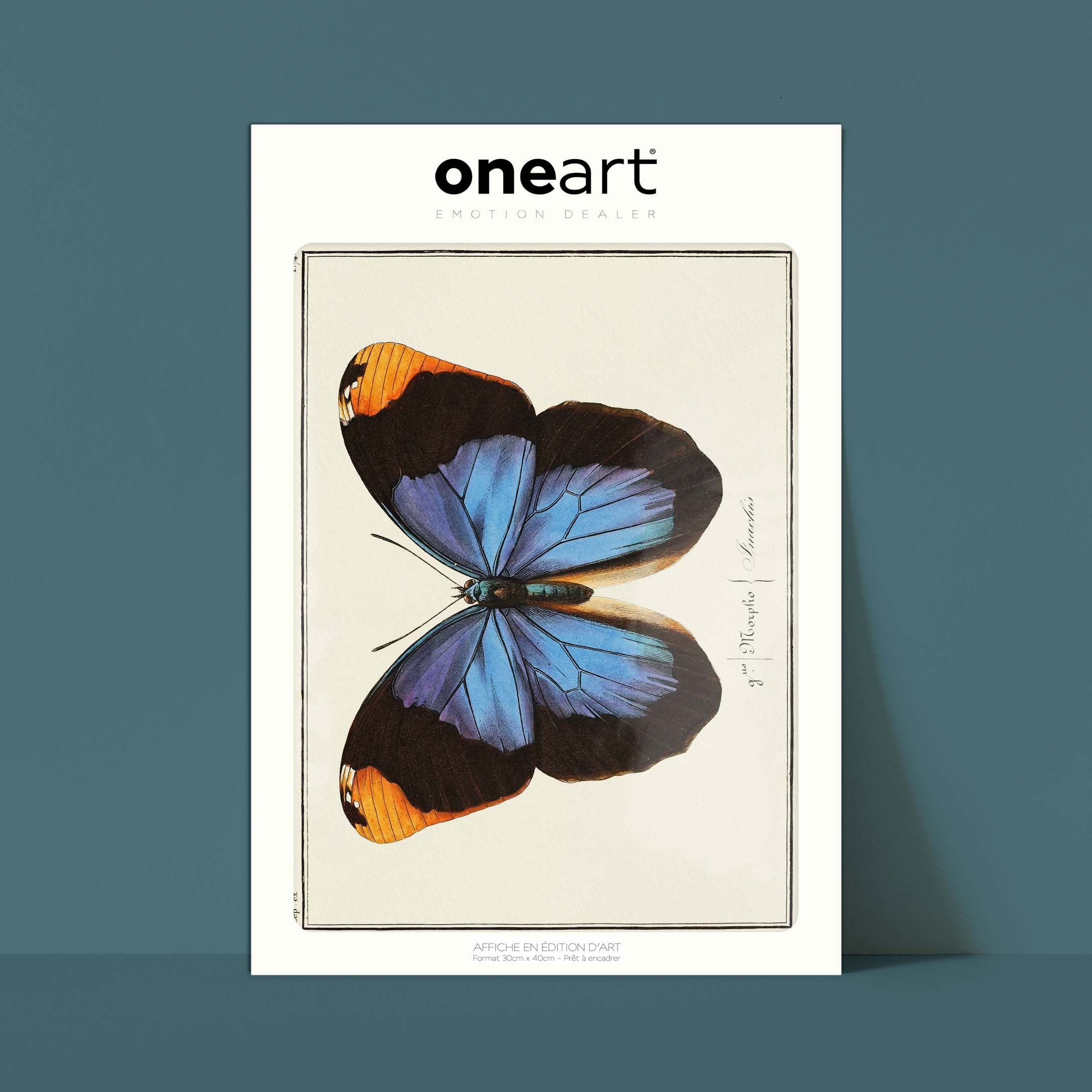 Planche d'entomologie Papillon - N°74-oneart.fr