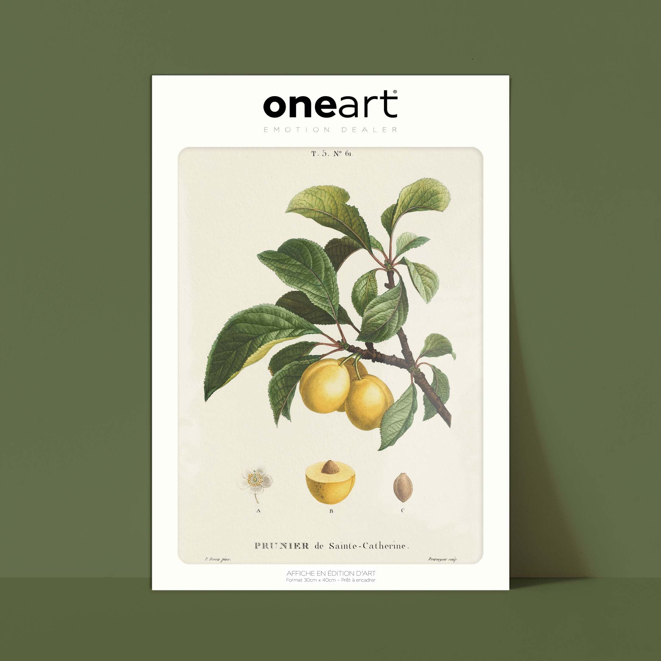 Planche botanique fruit - Prunier de Sainte Catherine-oneart.fr