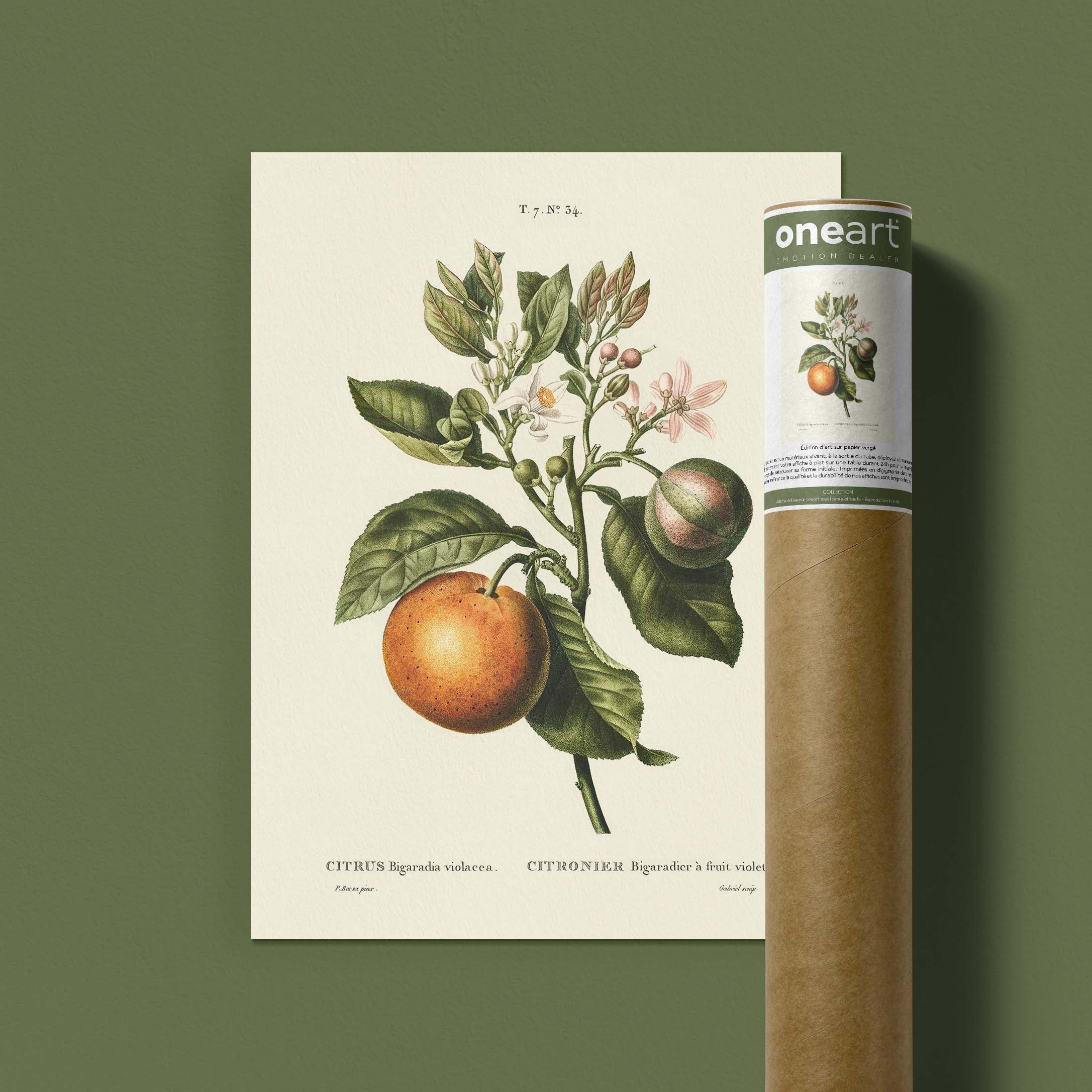 Planche botanique fruit - Citronnier bigaradier-oneart.fr