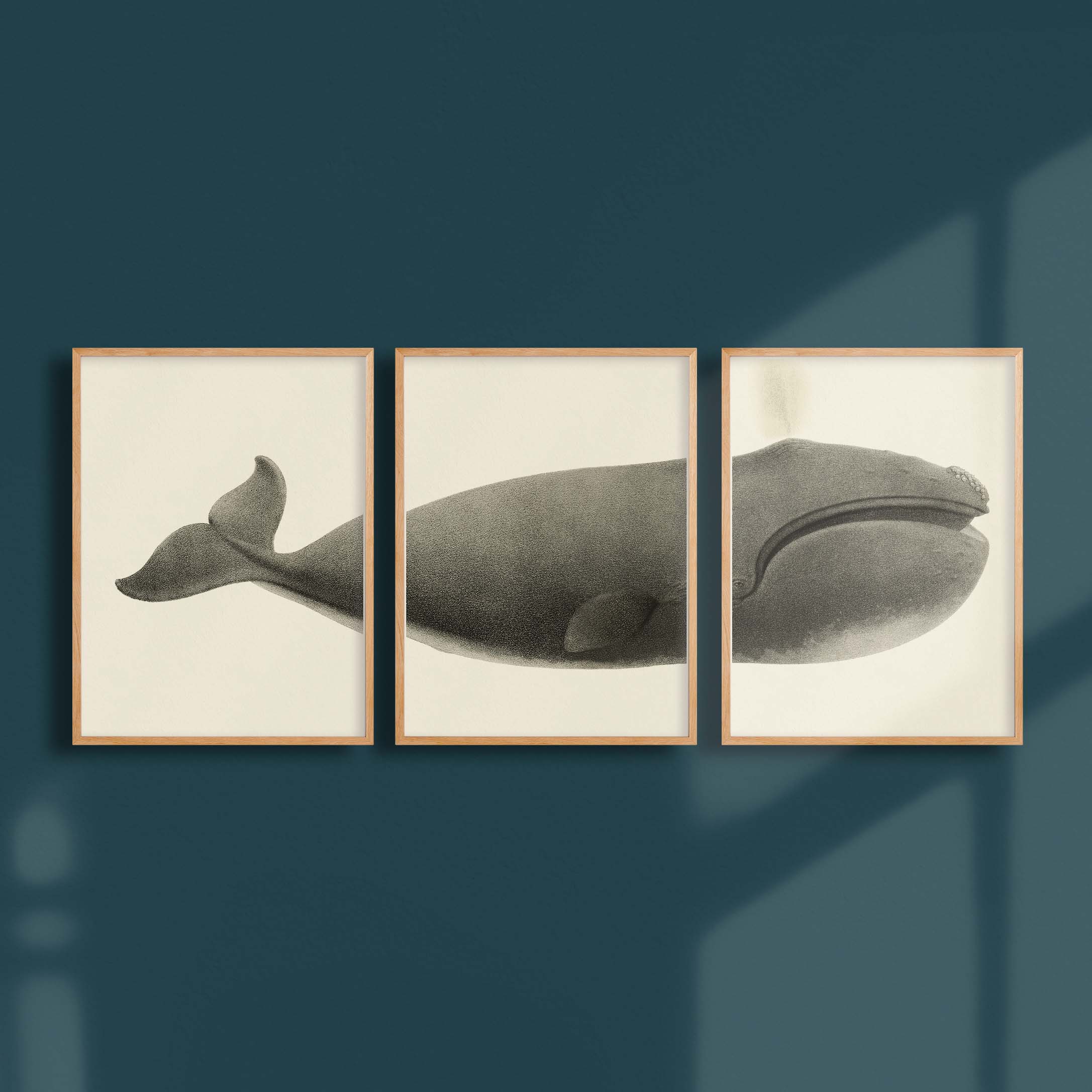 Triptyque - La baleine franche du pacifique nord-oneart.fr