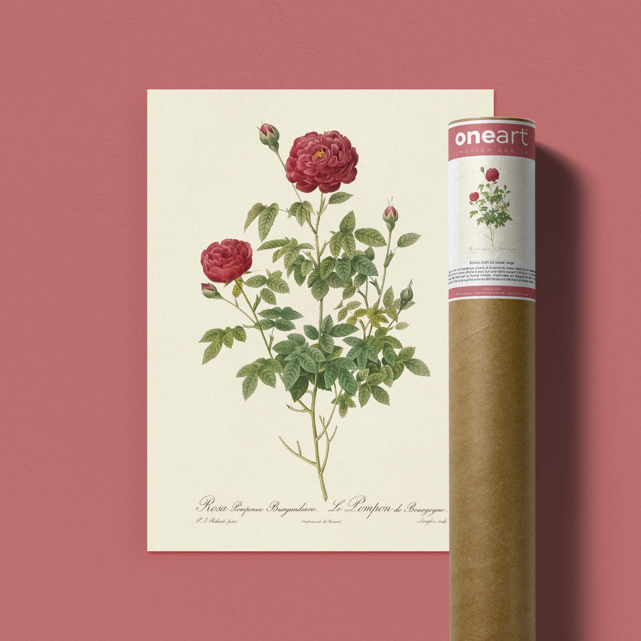 Planche botanique - Le pompon de Bourgogne-oneart.fr