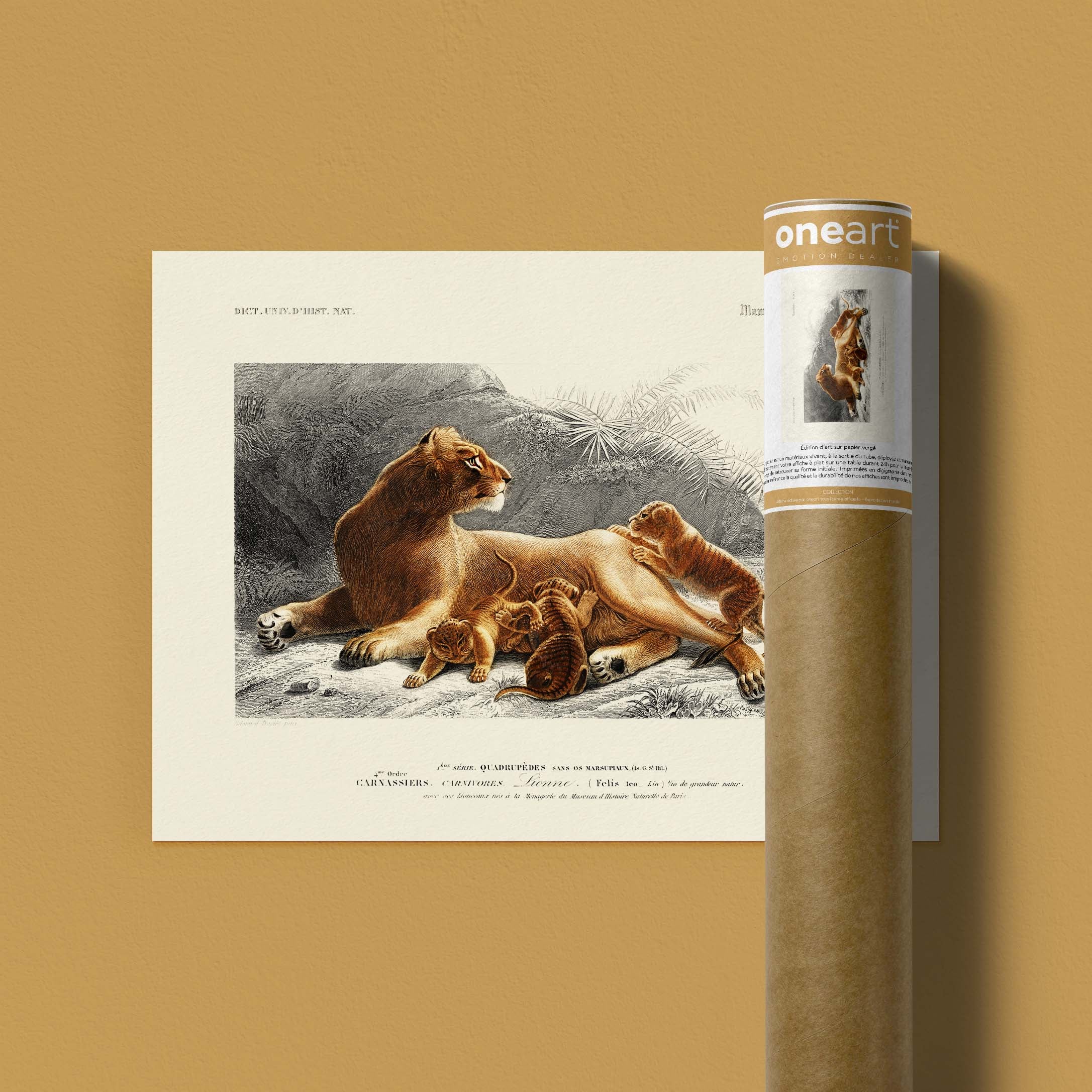 Planche de zoologie - La lionne et ses lionceaux-oneart.fr