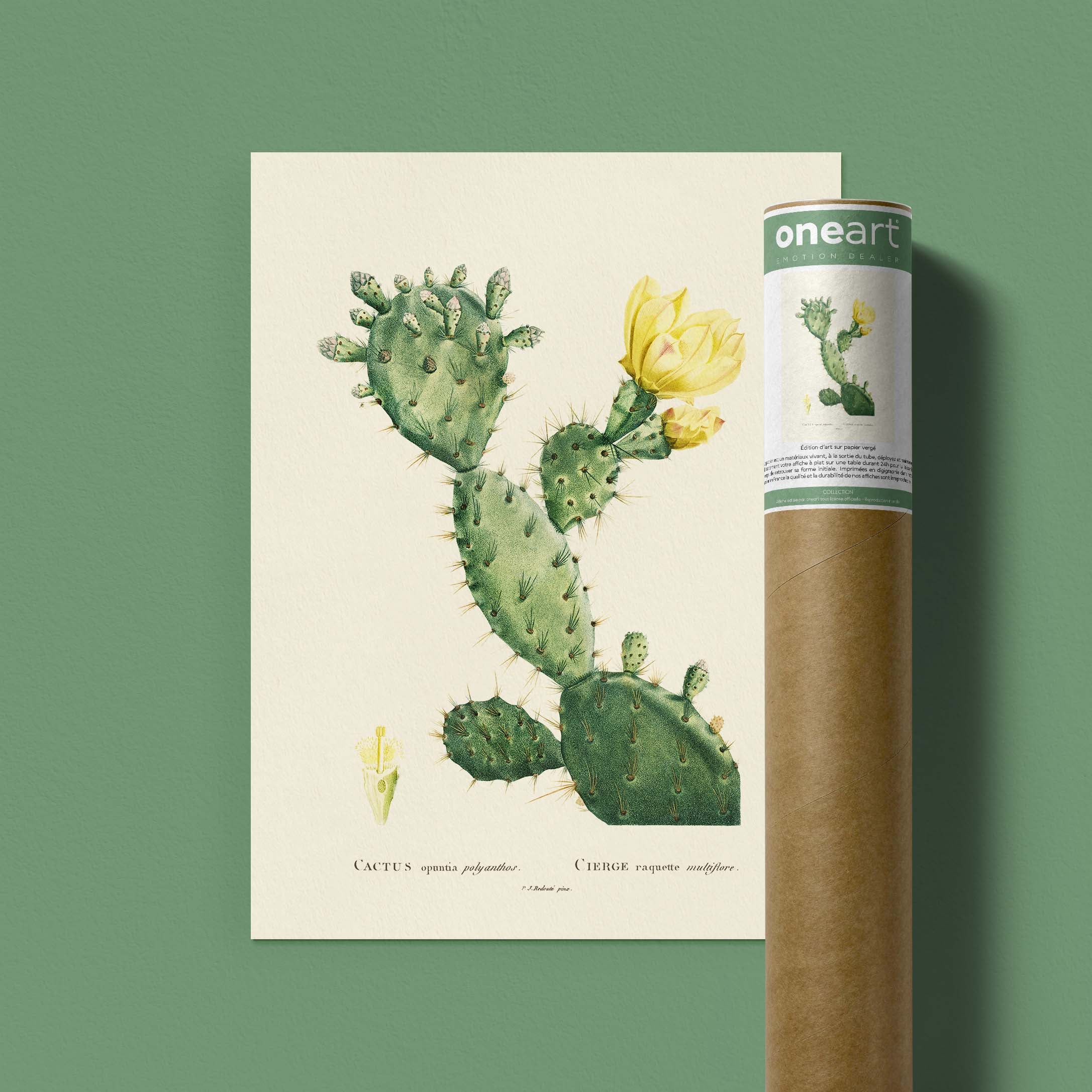 Planche botanique - Cactus opuntia polyanthos-oneart.fr