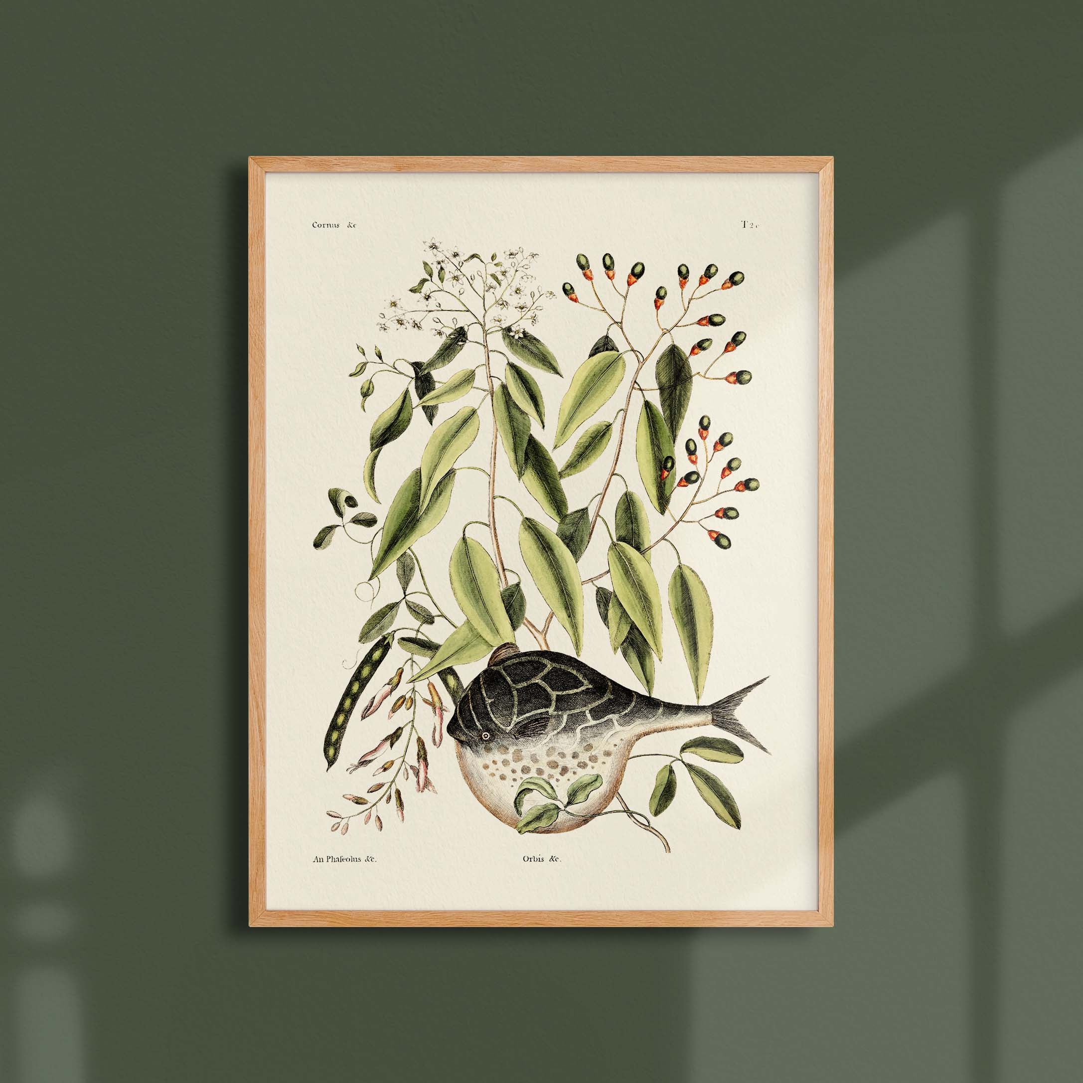 Planche botanique - Poisson Globe-oneart.fr