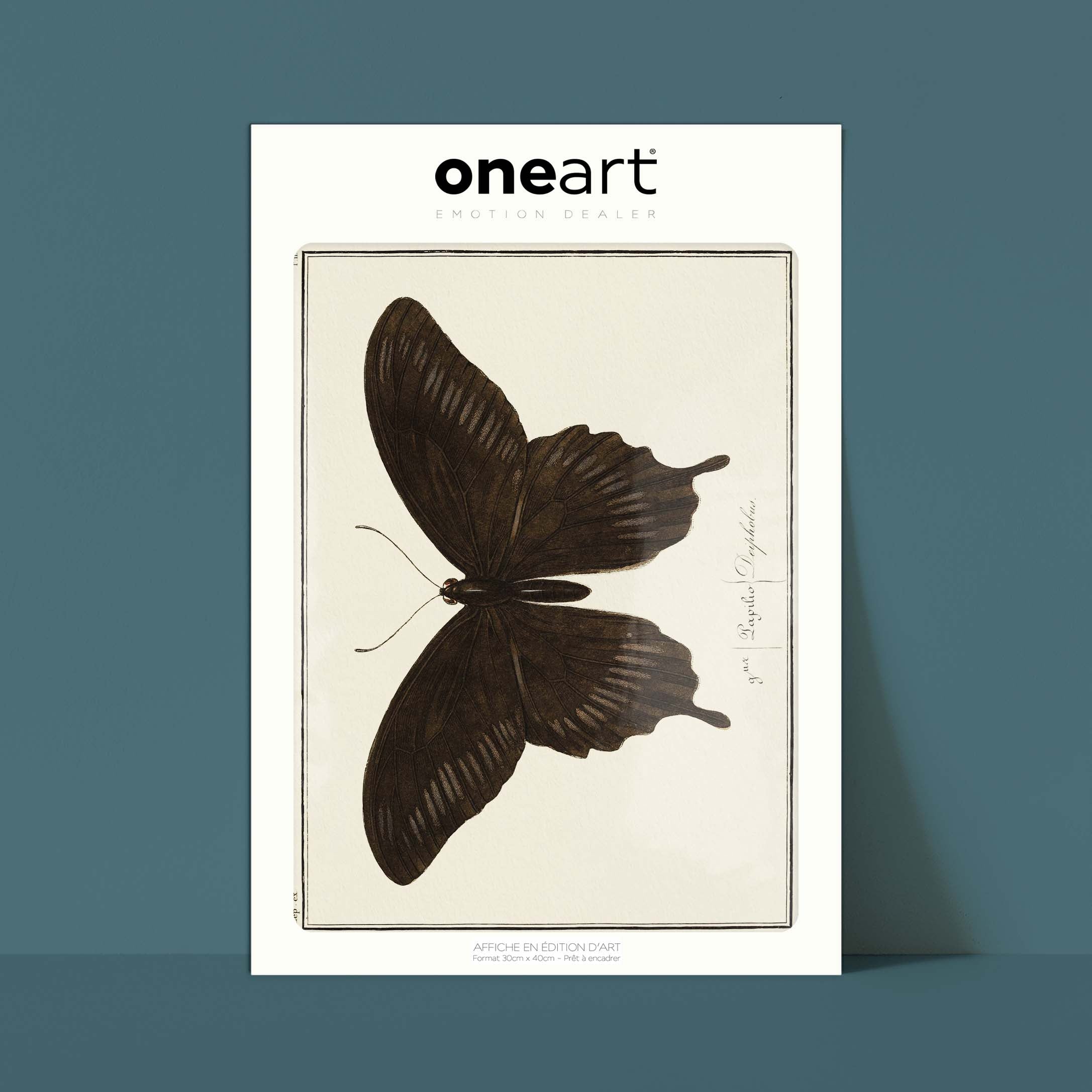 Planche d'entomologie Papillon - N°11-oneart.fr