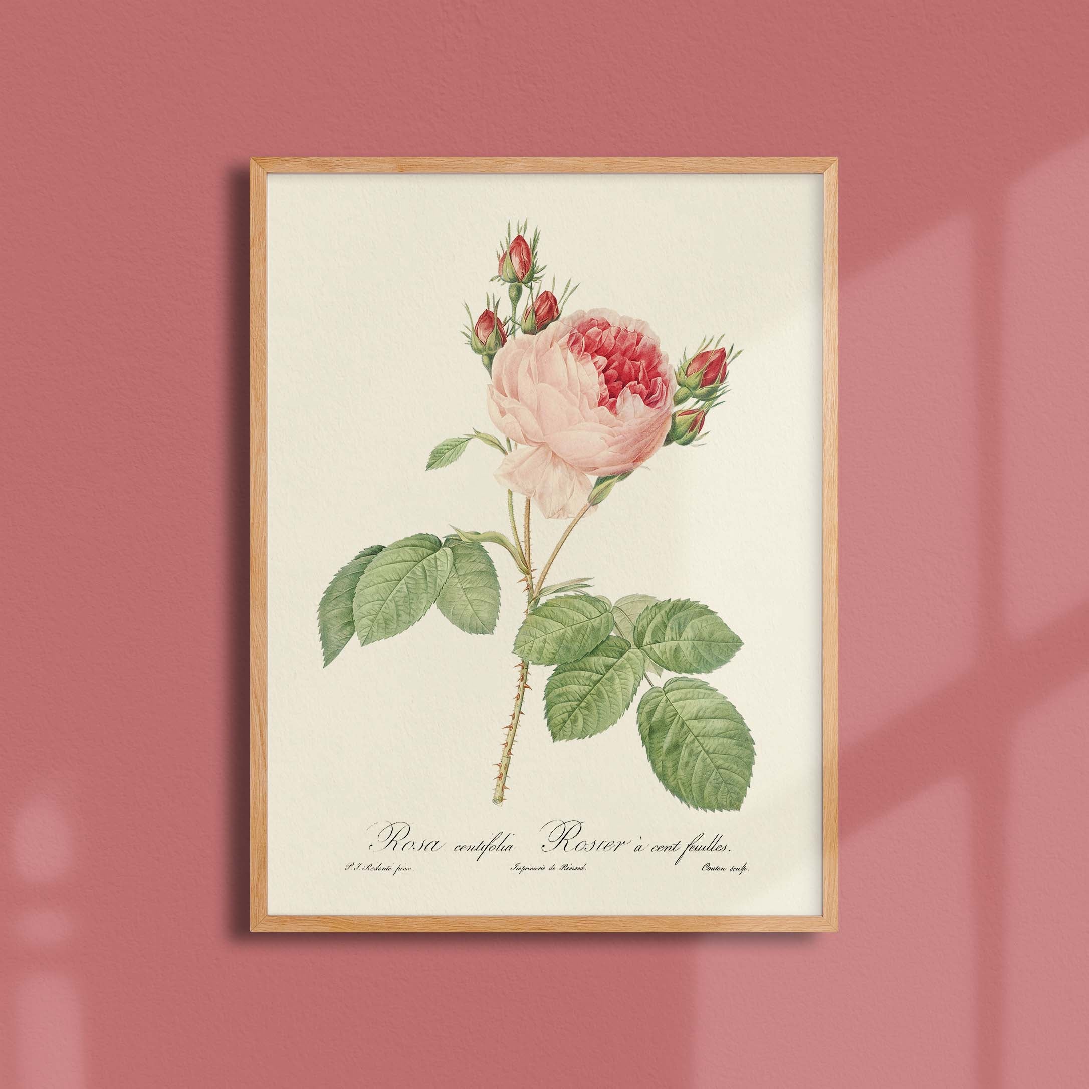 Planche botanique - Rosier à cent feuilles-oneart.fr