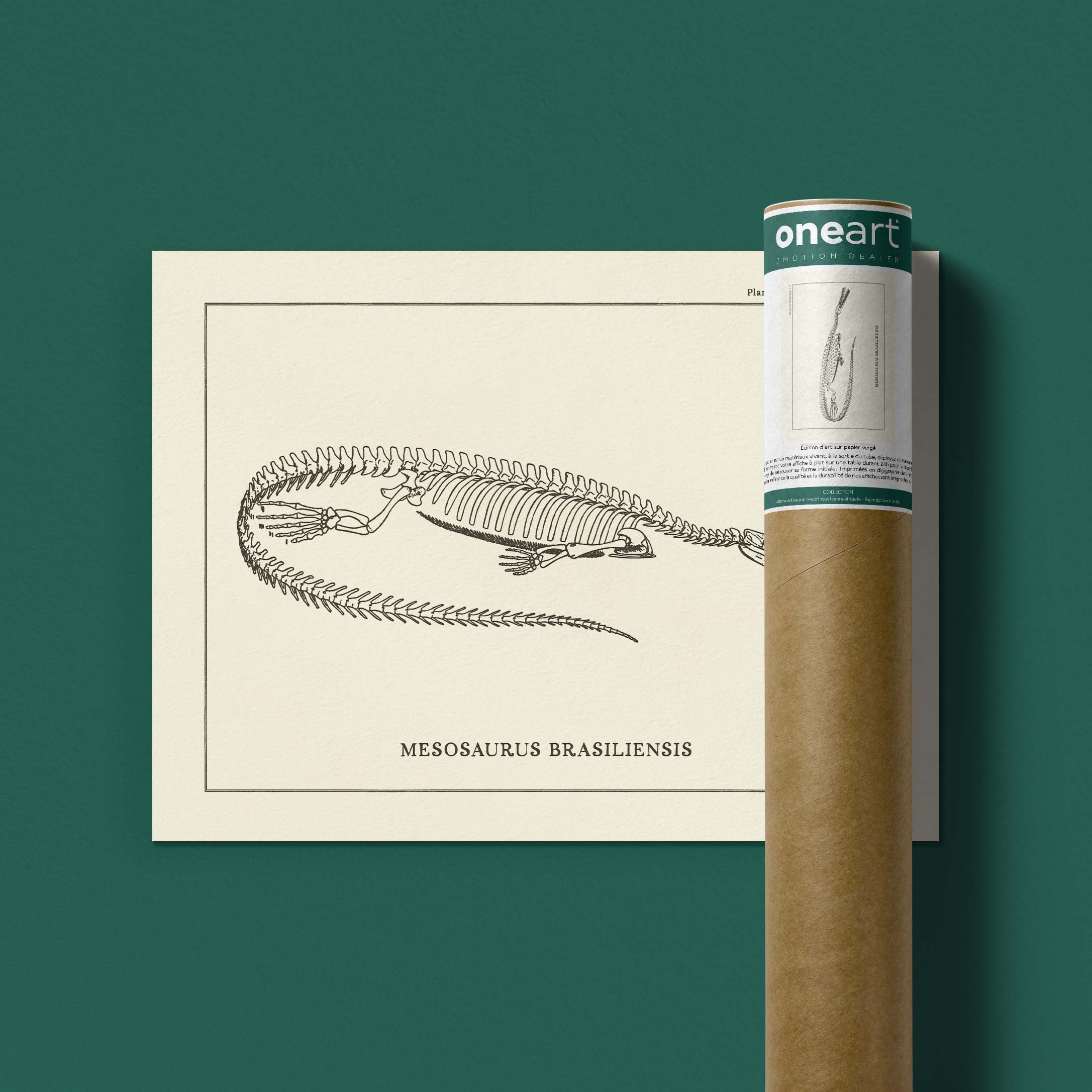 Affiche Dinosaure - Squelette de Mesosaure-oneart.fr