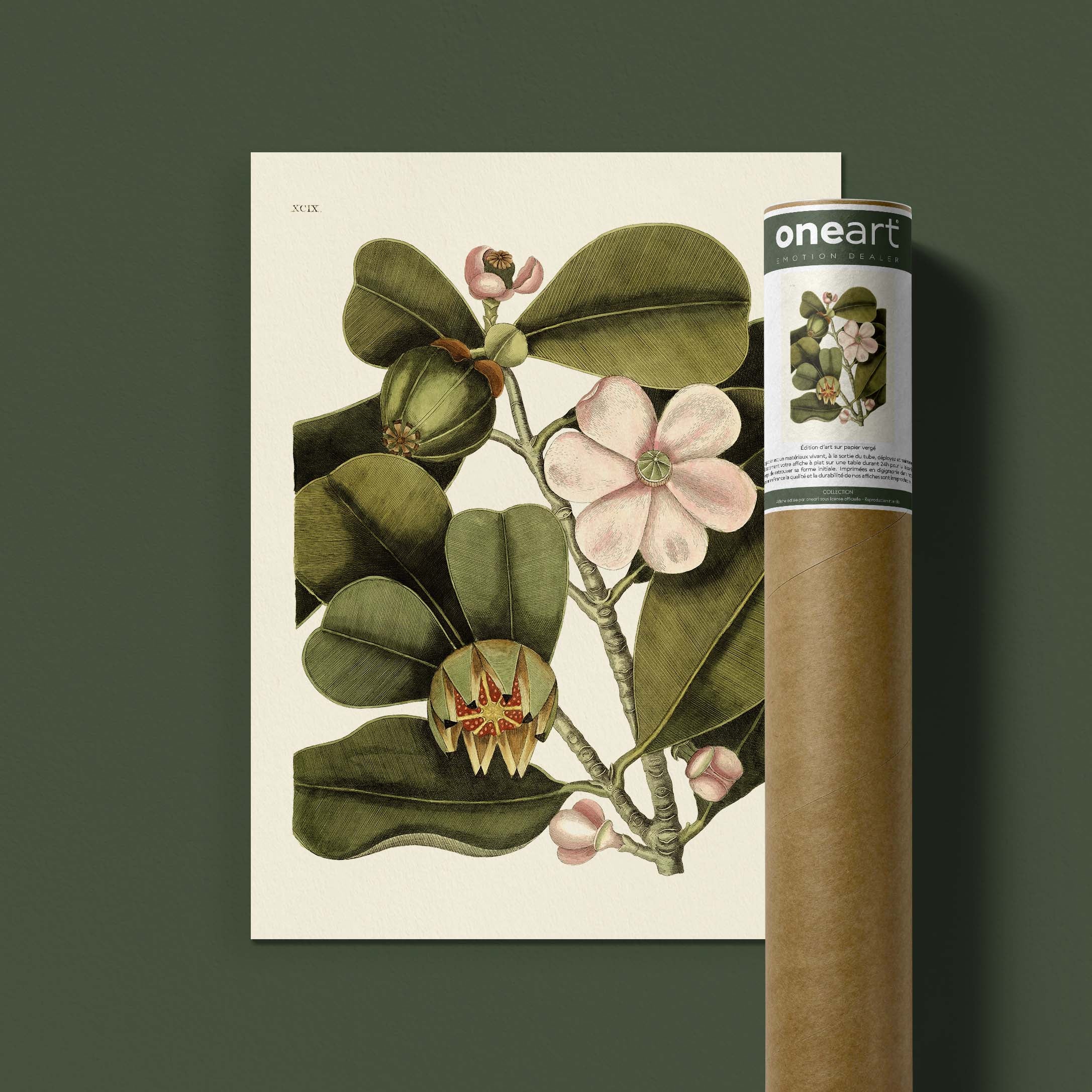 Planche botanique - Balsam-oneart.fr