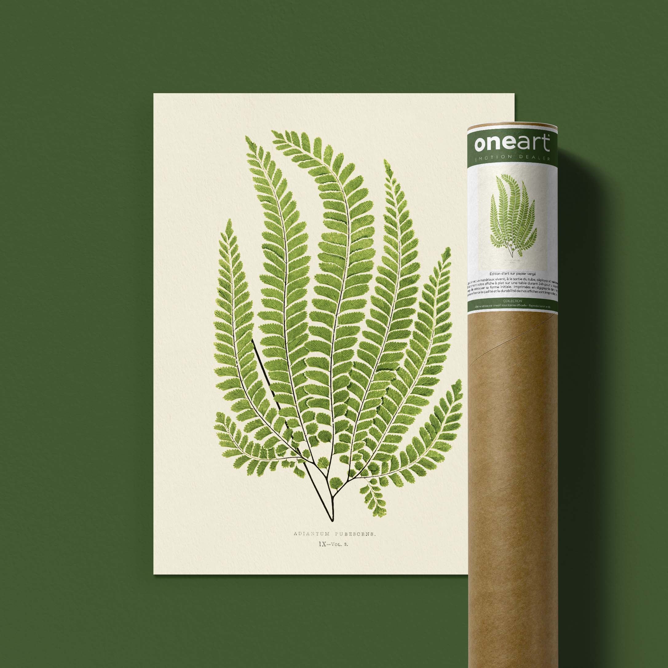 Planche botanique fougère - Adiantum pubescens-oneart.fr