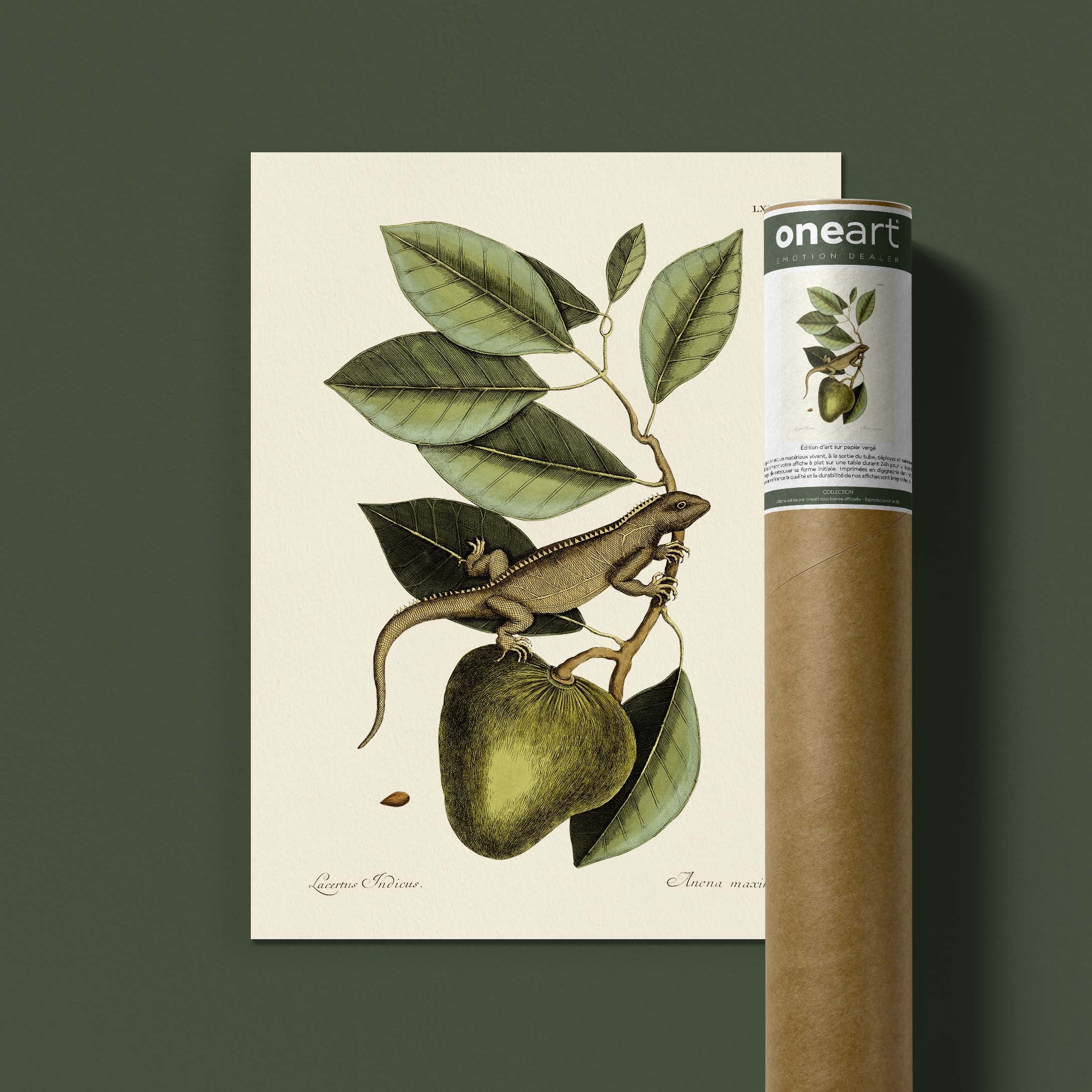 Planche botanique - Iguane-oneart.fr