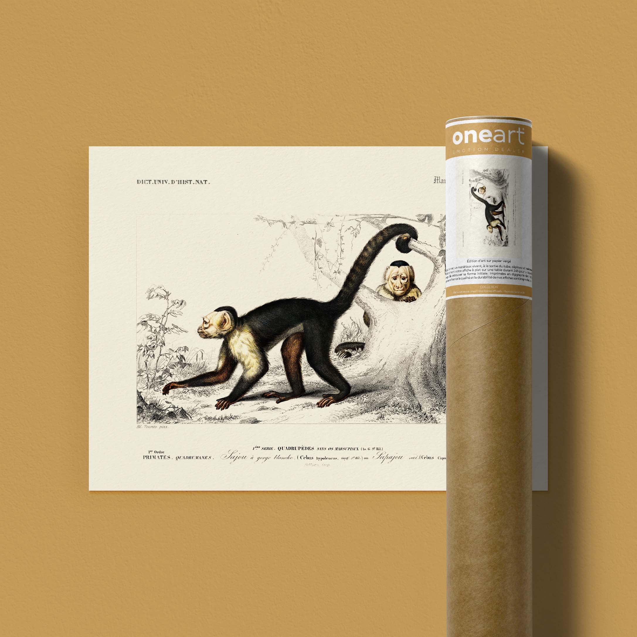 Planche de zoologie - Le sajou-oneart.fr