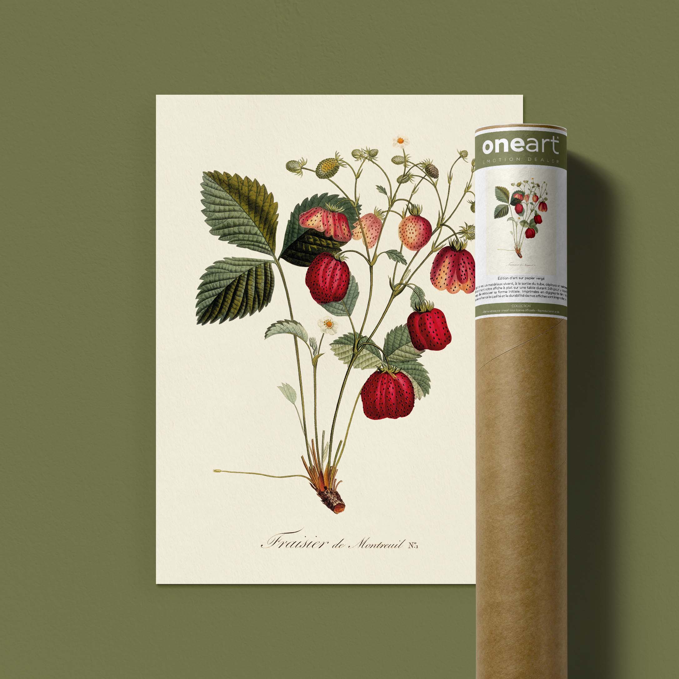 Planche botanique fruit - Fraisier de Montreuil-oneart.fr