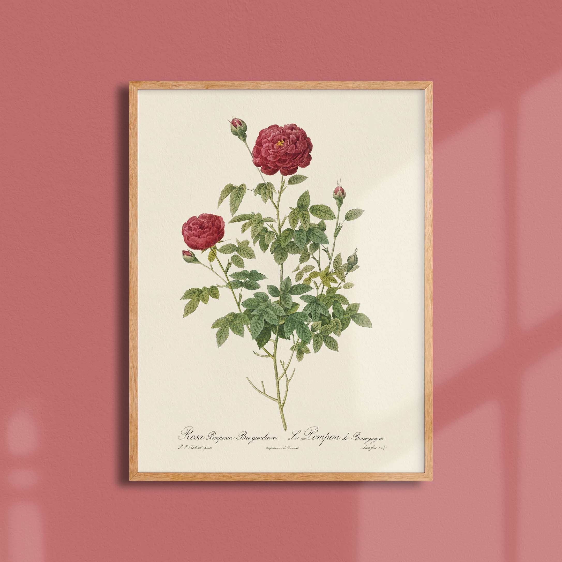 Planche botanique - Le pompon de Bourgogne-oneart.fr