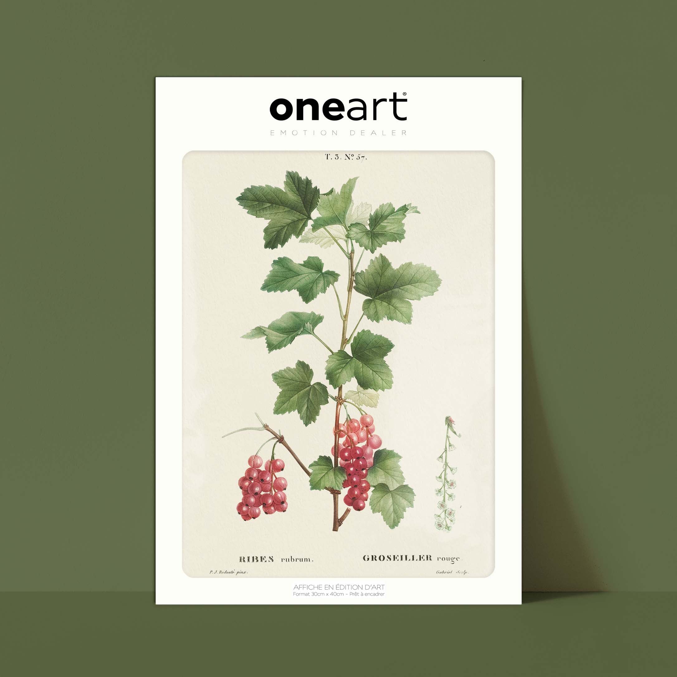 Planche botanique fruit - Groseiller-oneart.fr