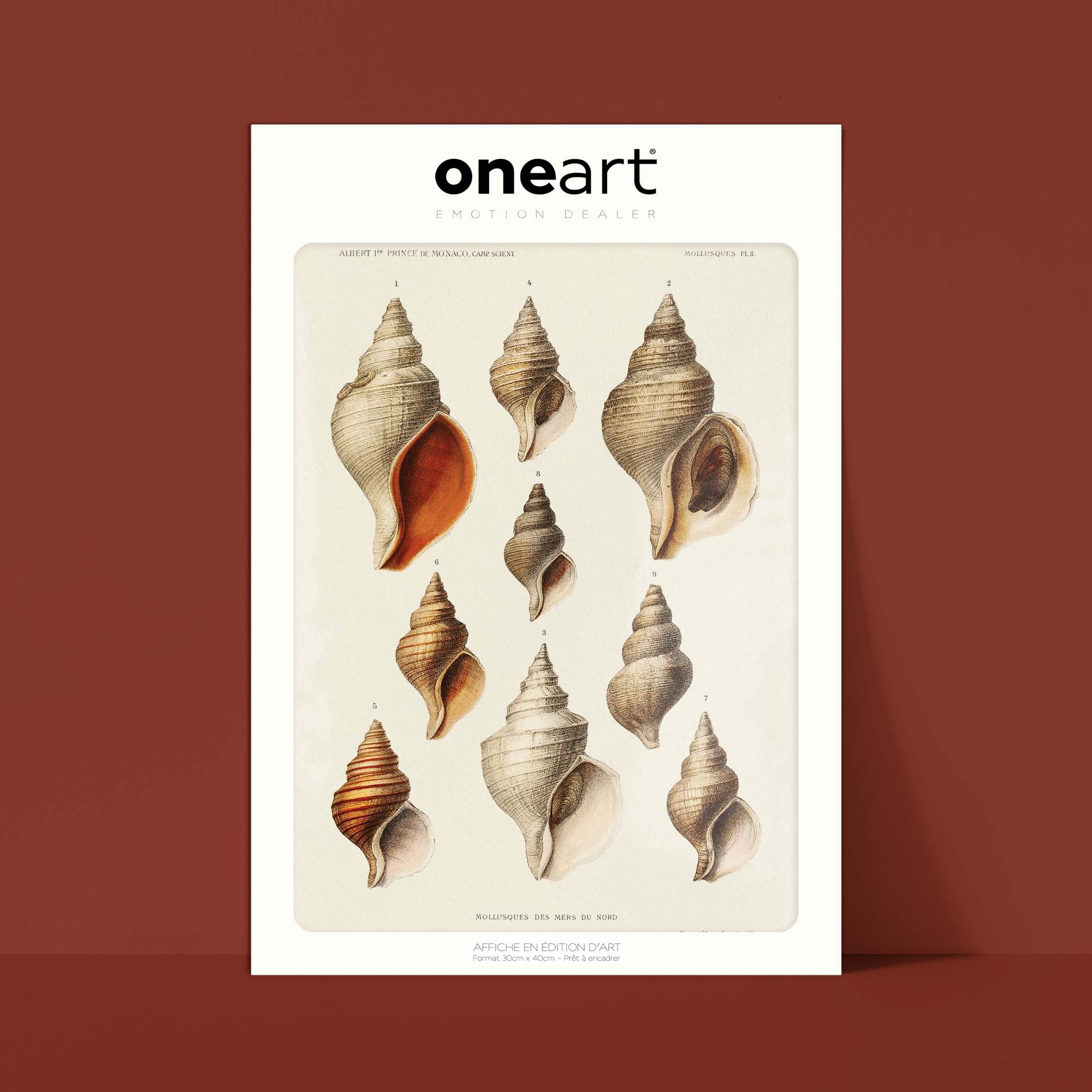 Affiche océan - Les mollusques des mers du nord-oneart.fr