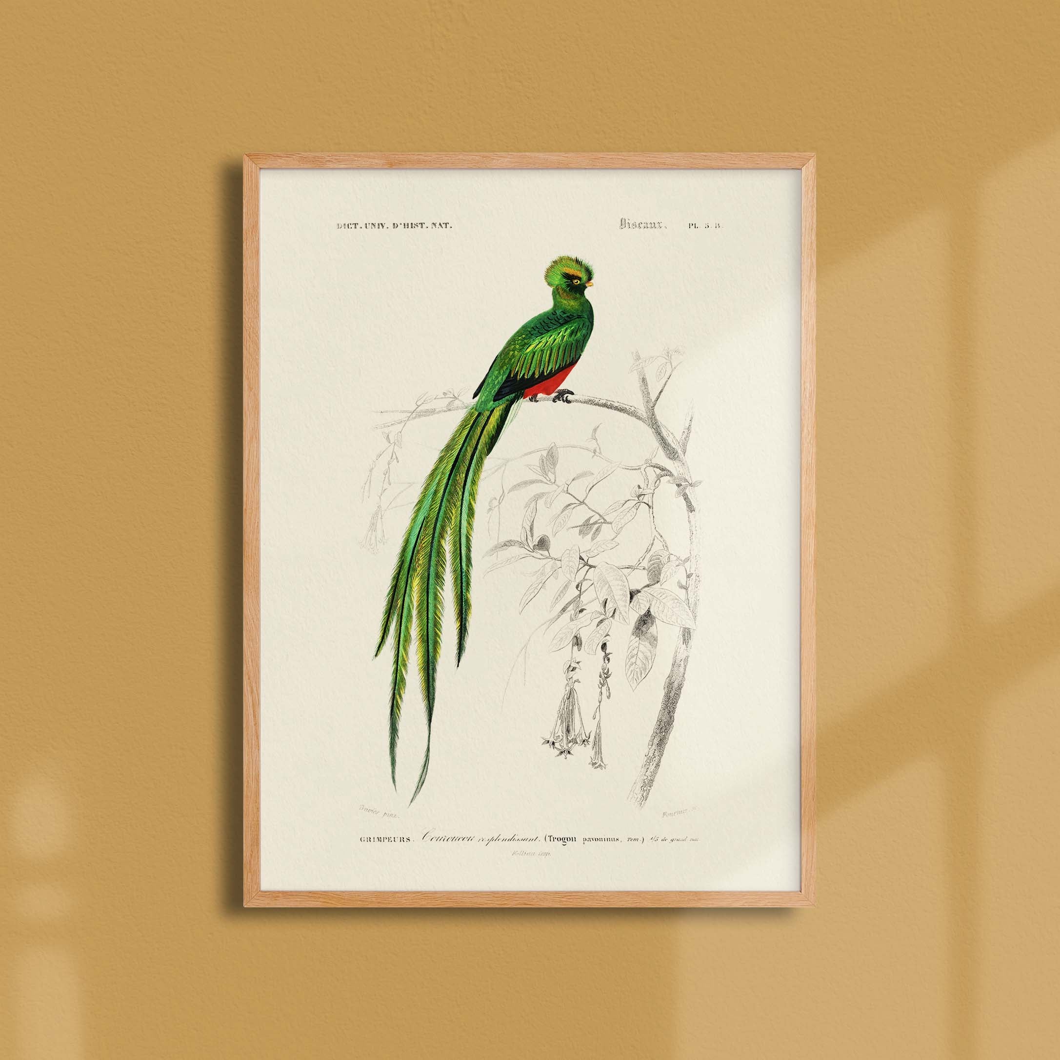 Planche de zoologie - Le couroucou-oneart.fr