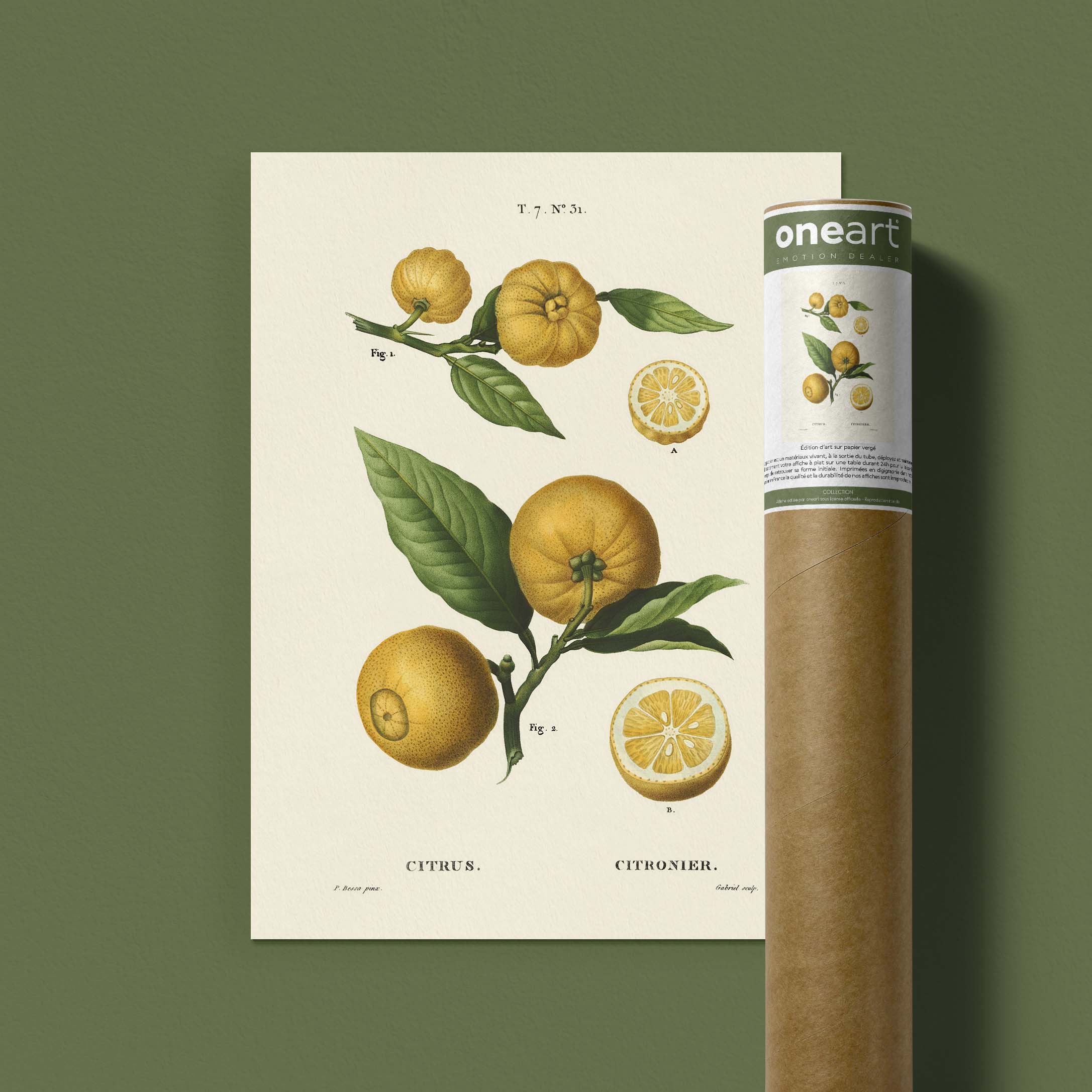 Planche botanique fruit - Citronnier-oneart.fr