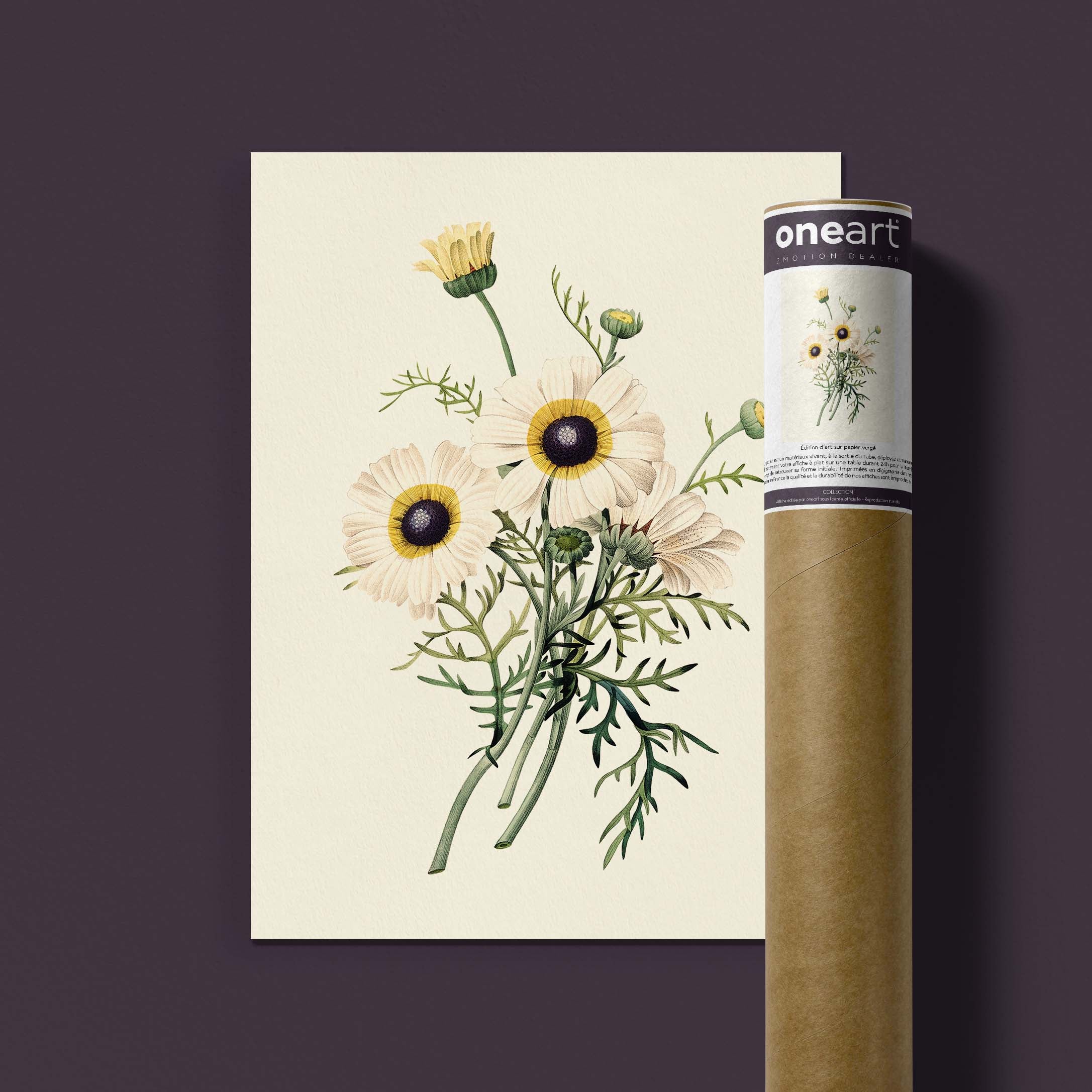 Planche botanique - Chrysanthème carené-oneart.fr