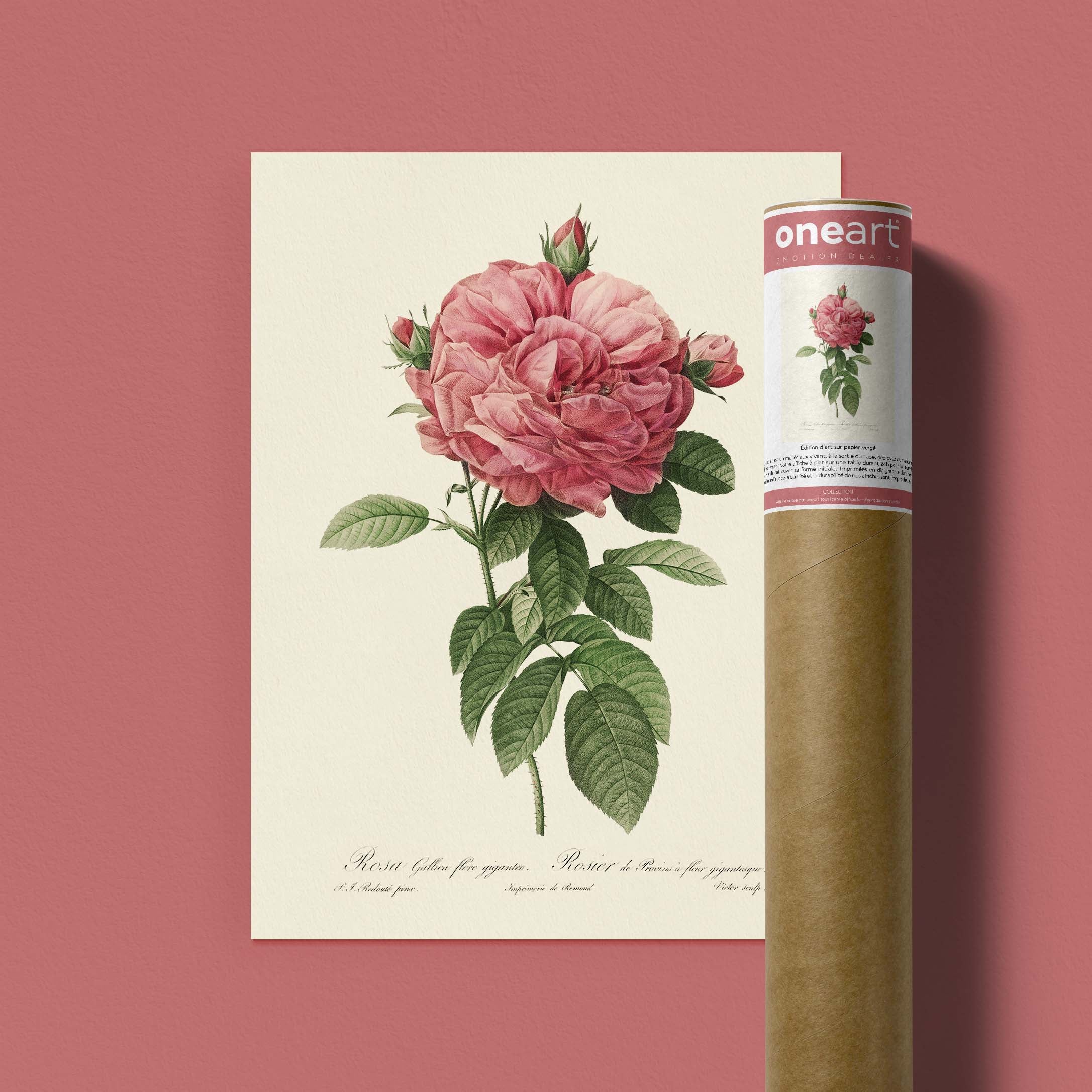 Planche botanique - Rosier de Provins à fleur gigantesque-oneart.fr
