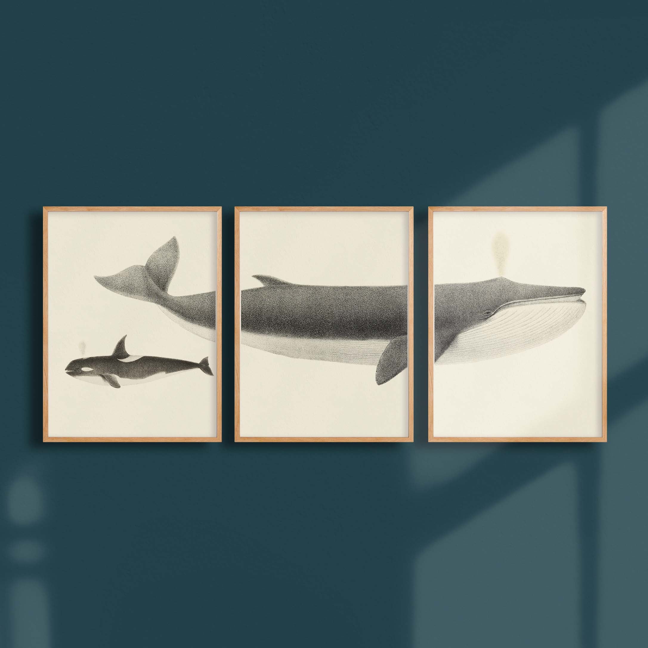 Triptyque - Le rorqual commun et l'orque-oneart.fr