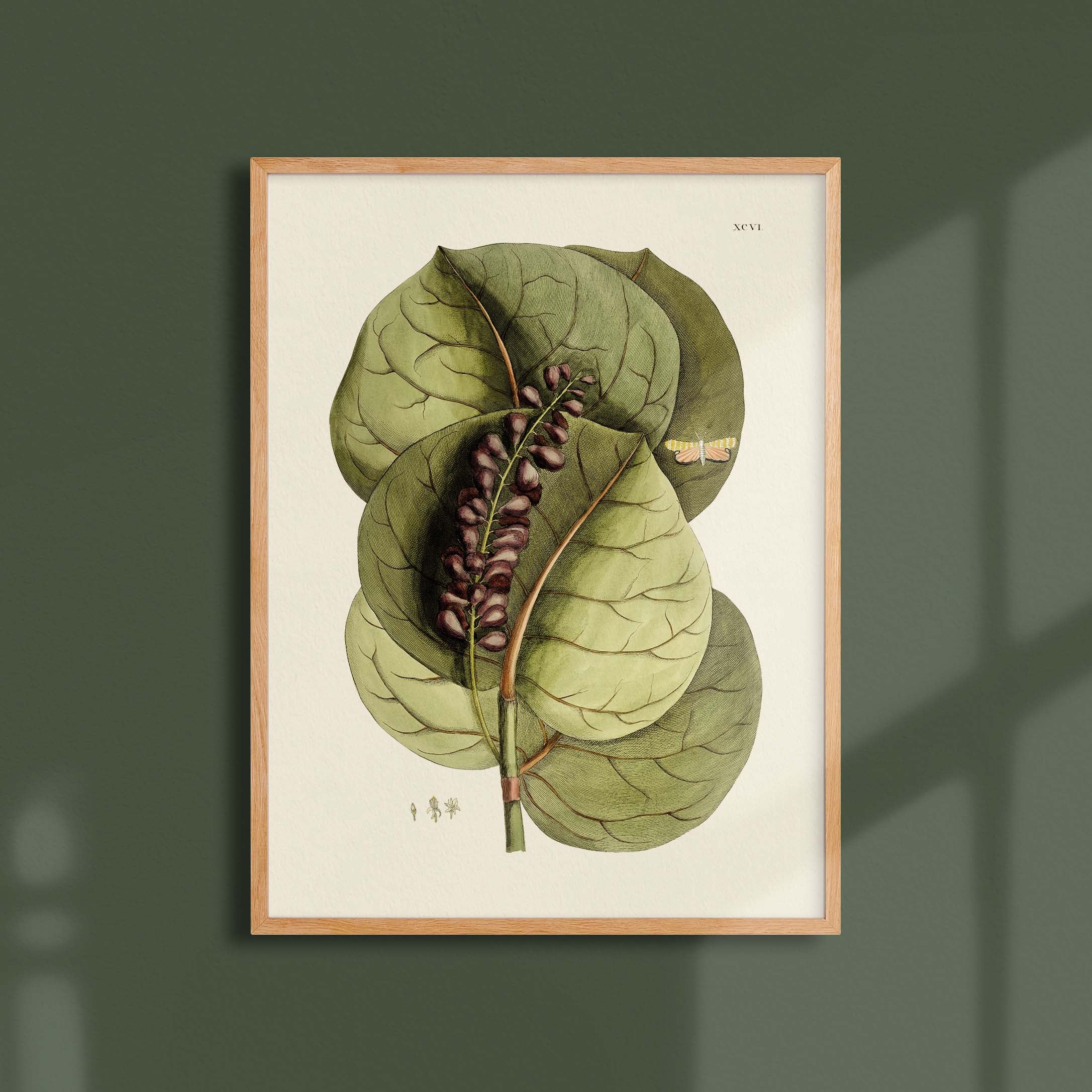 Planche botanique - Prunier des grèves-oneart.fr