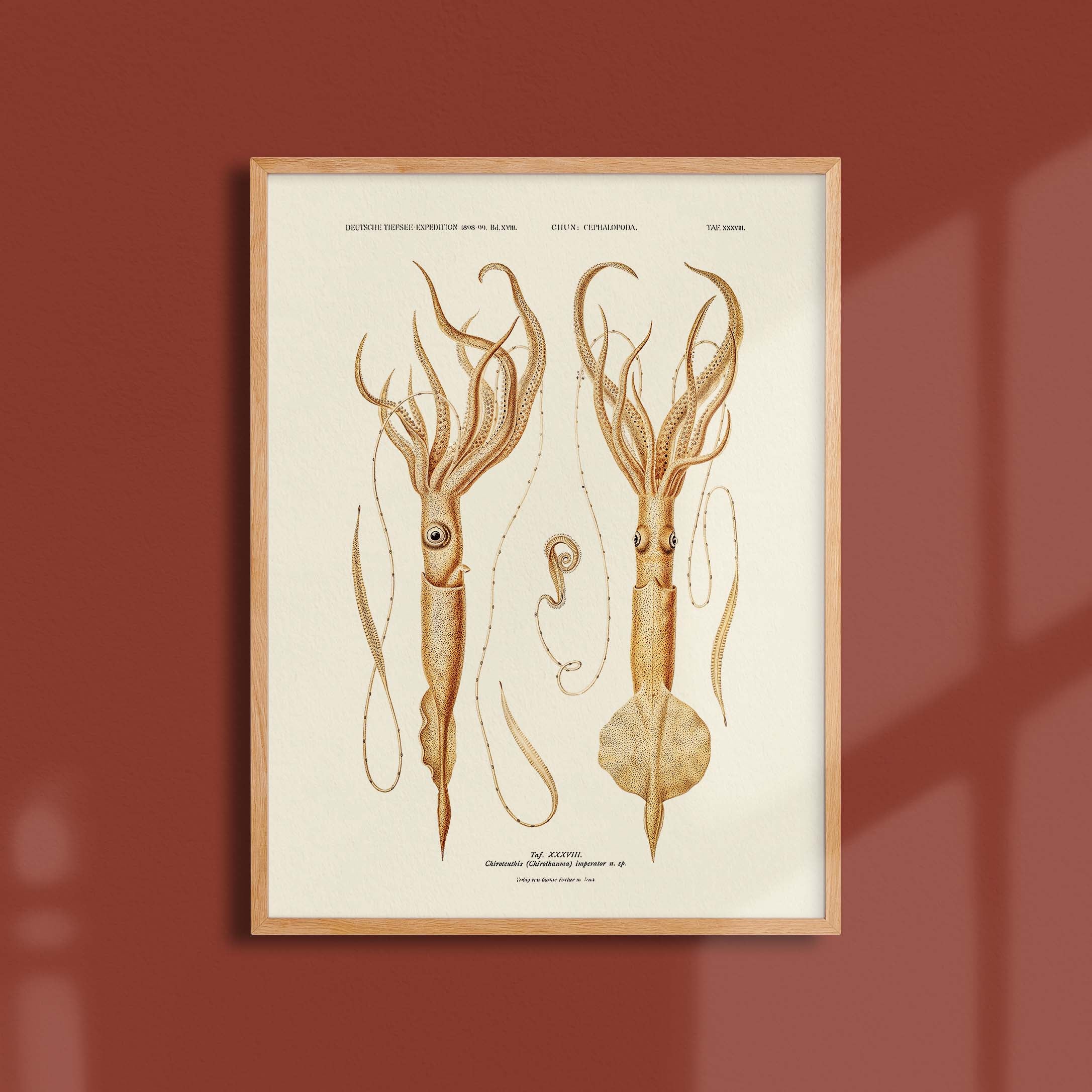 Affiche océan - Le calamar empereur-oneart.fr