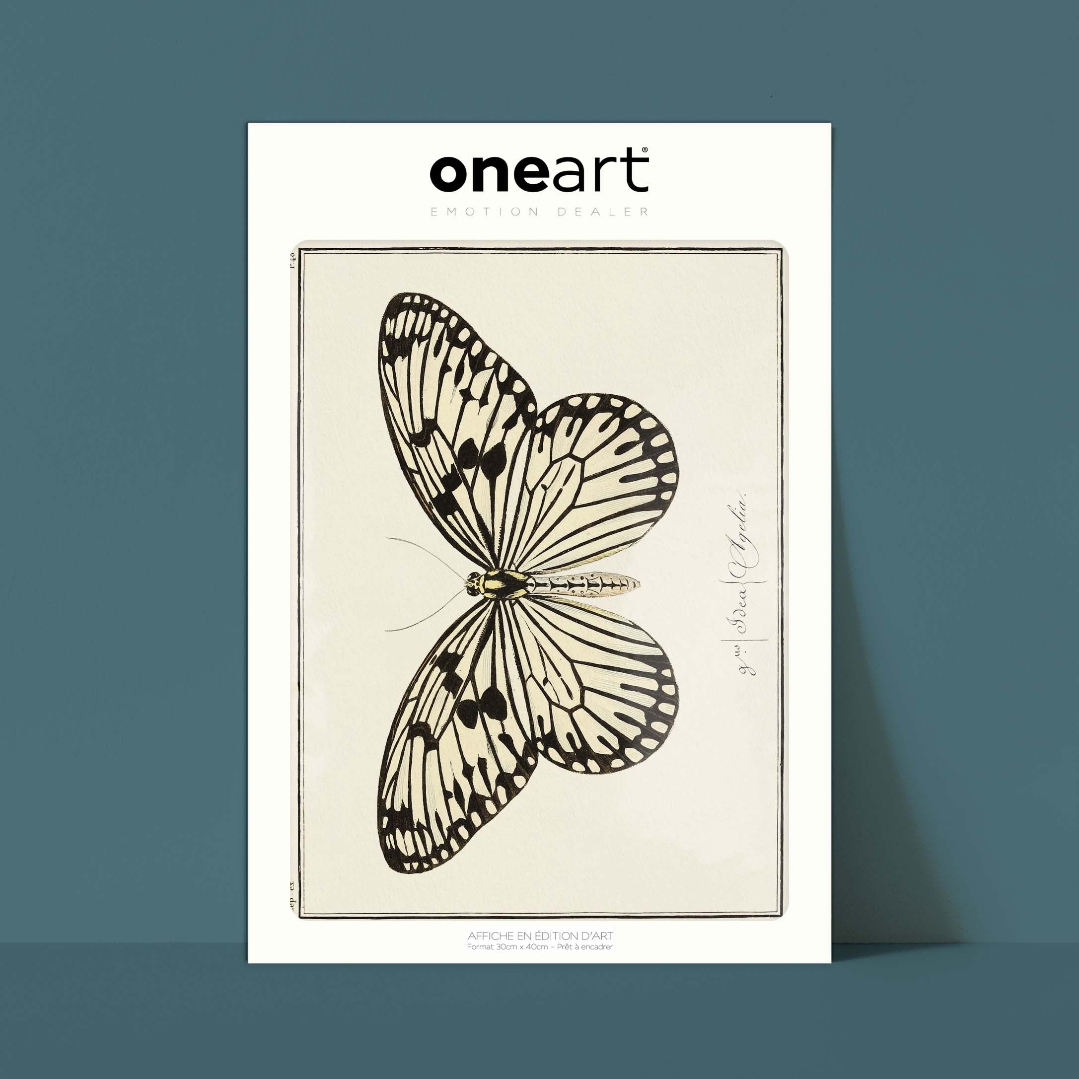 Planche d'entomologie Papillon - N°48-oneart.fr