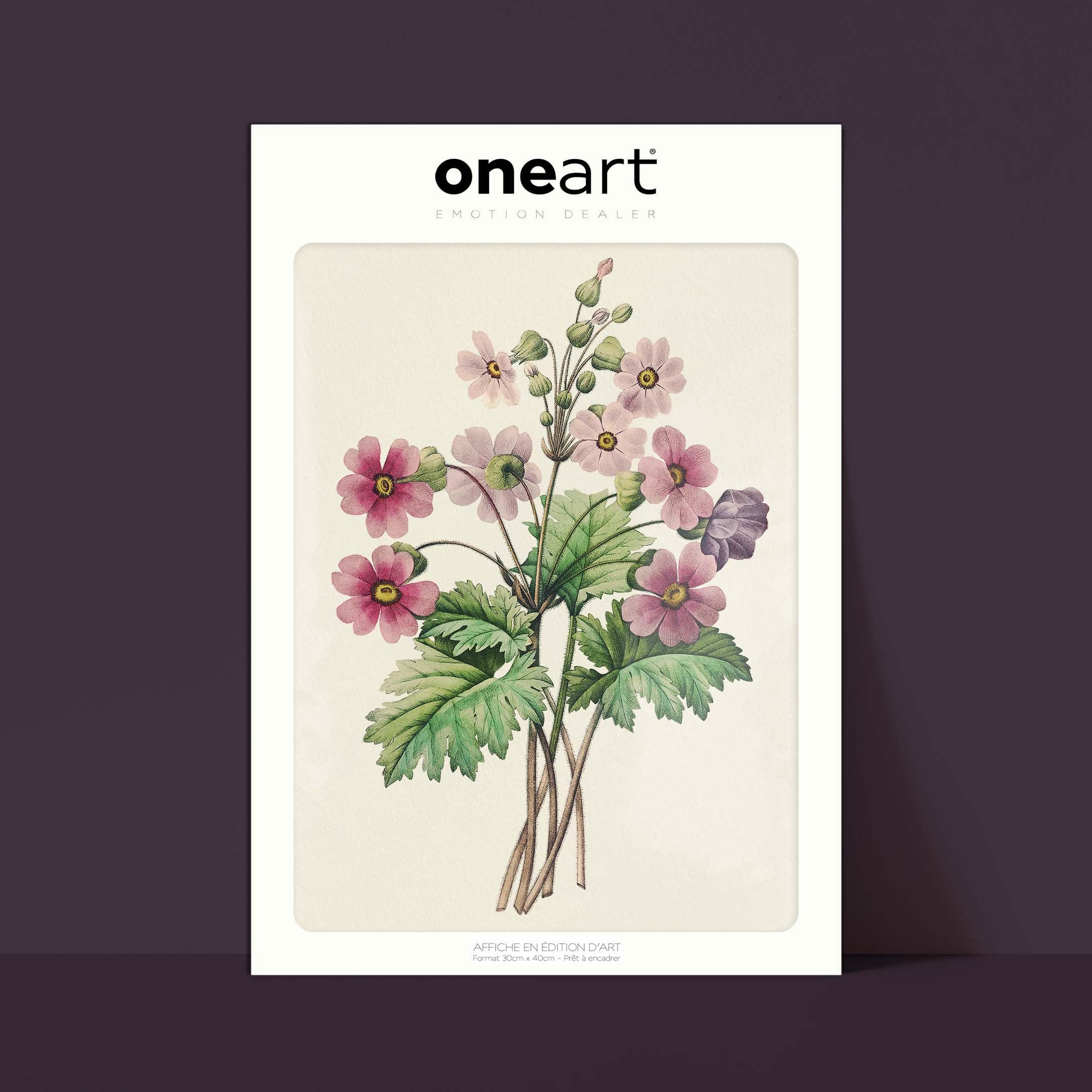 Planche botanique - Primevère de Chine-oneart.fr