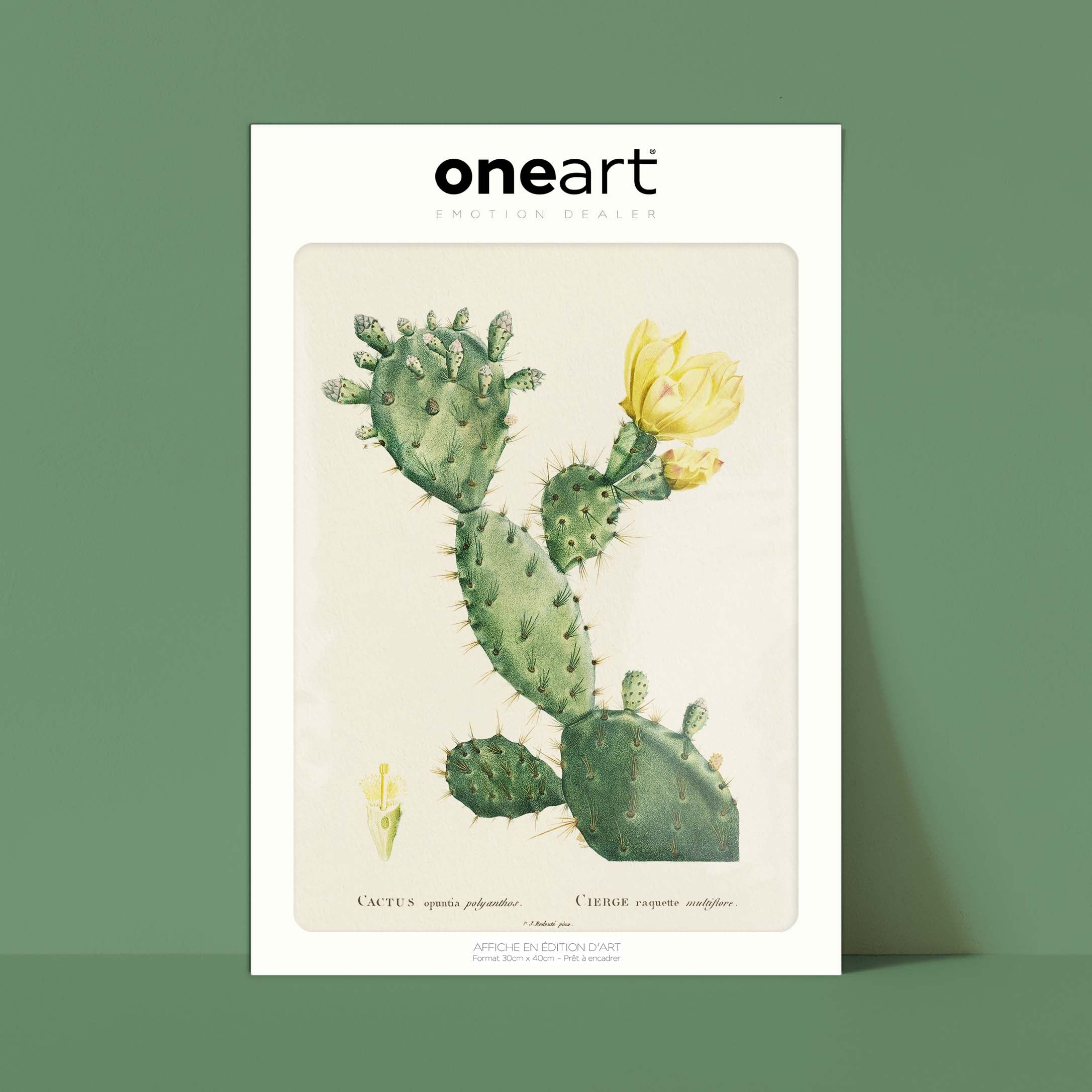Planche botanique - Cactus opuntia polyanthos-oneart.fr