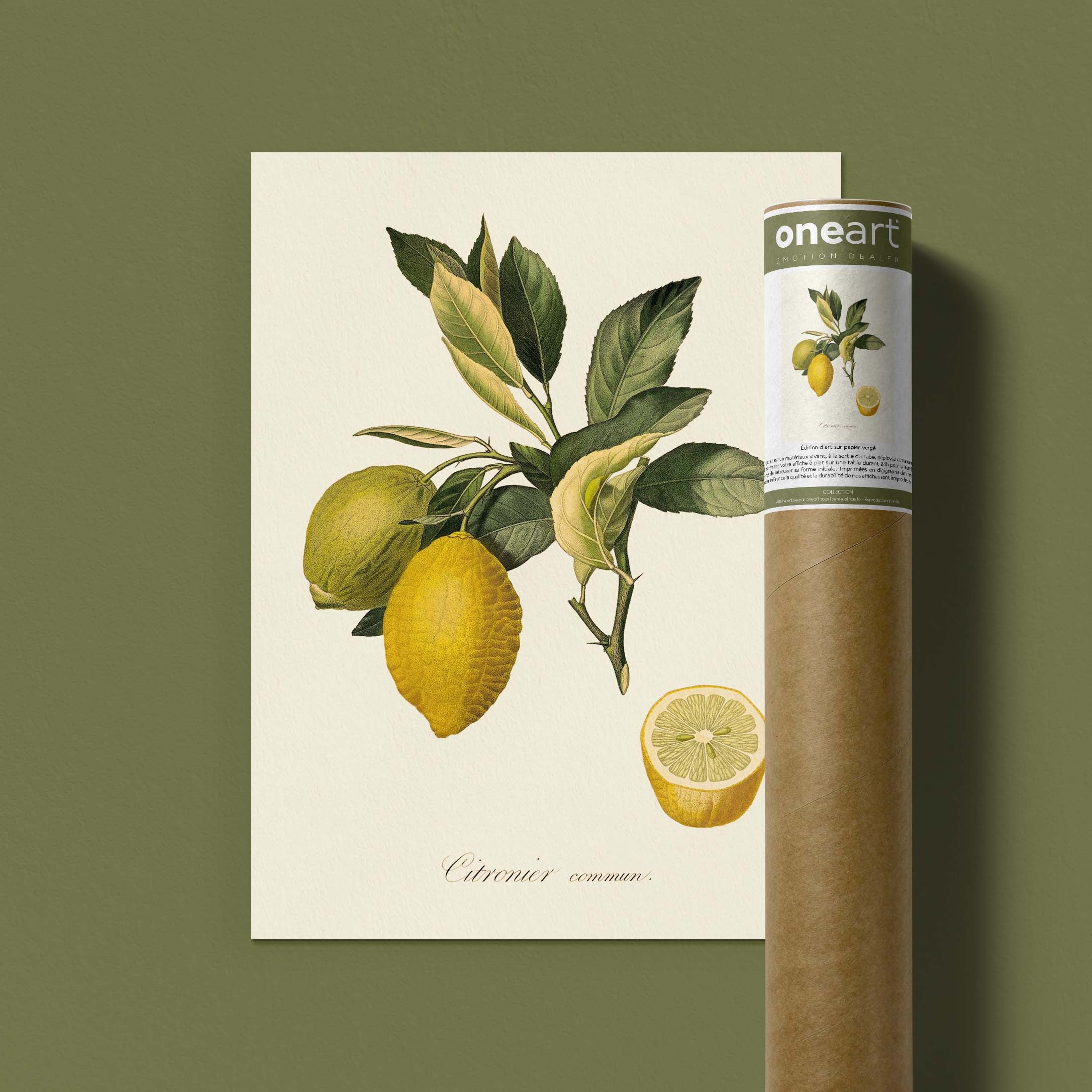 Planche botanique fruit - Citronnier commun-oneart.fr