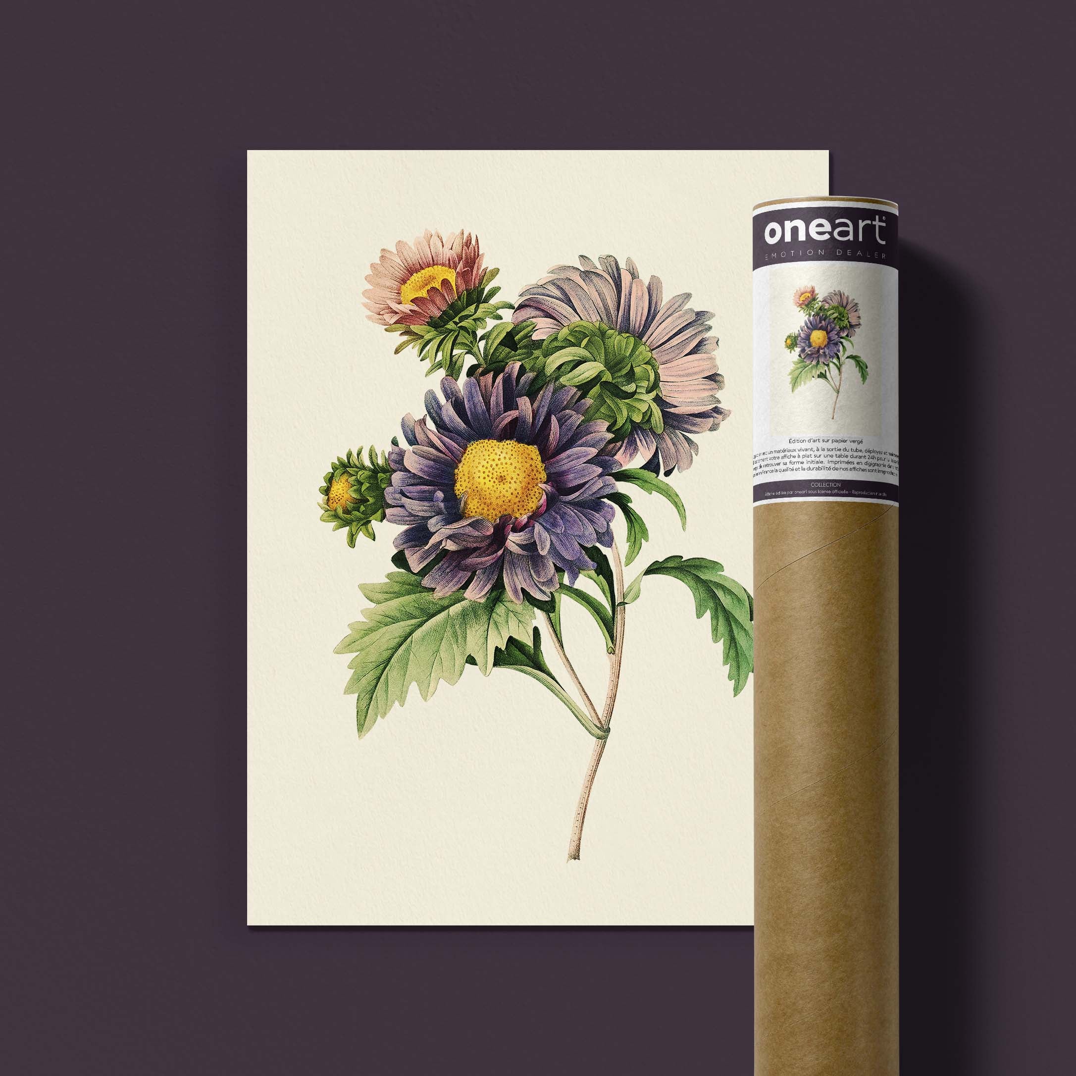Planche botanique - Aster de Chine-oneart.fr