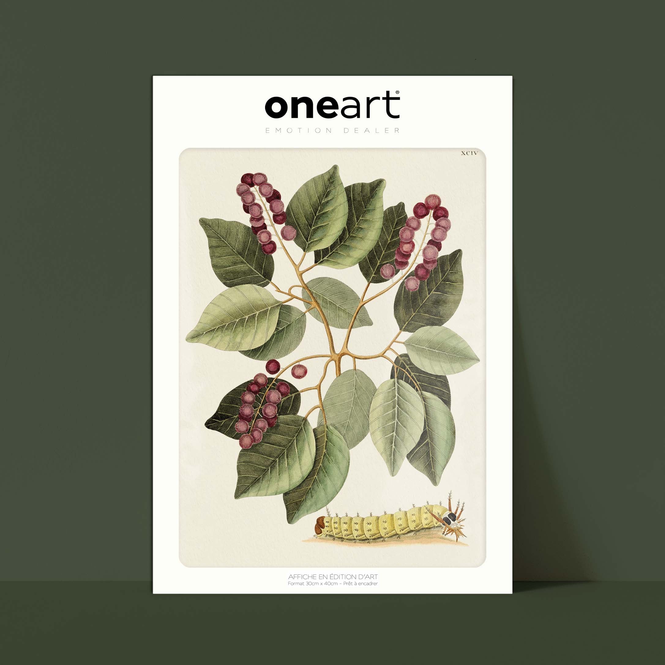 Planche botanique - Grande chenille cornue-oneart.fr