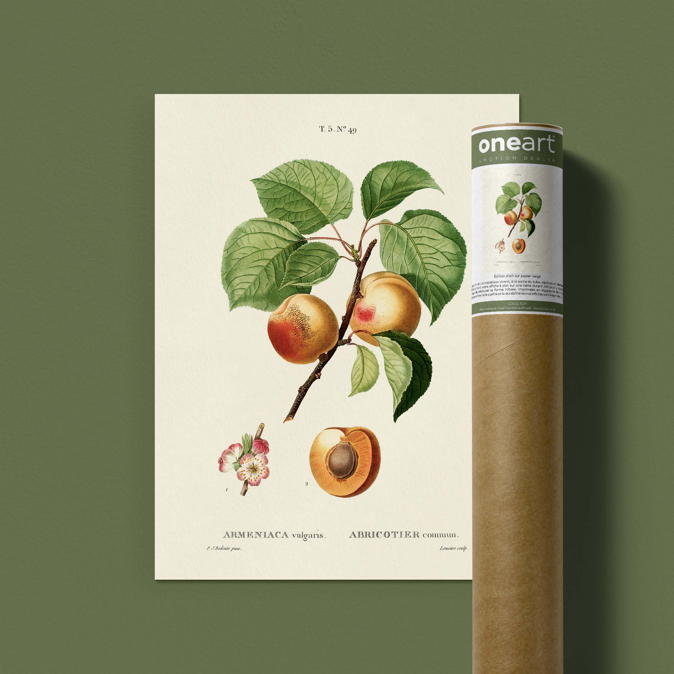 Planche botanique fruit - Abricotier-oneart.fr