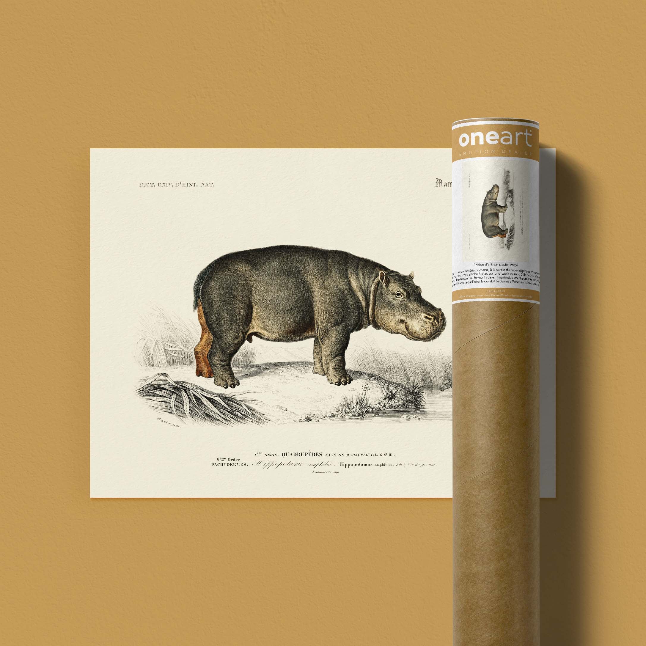 Planche de zoologie - L'hippopotame amphibie-oneart.fr