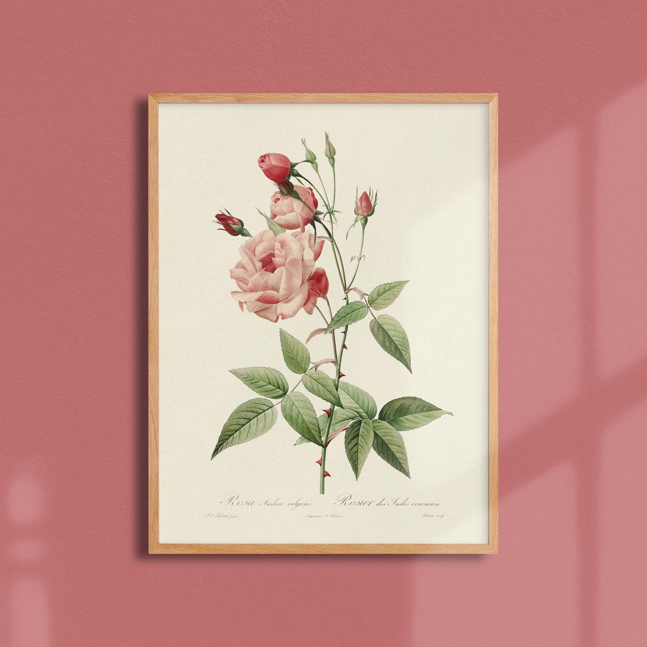 Planche botanique - Rosier des Indes-oneart.fr
