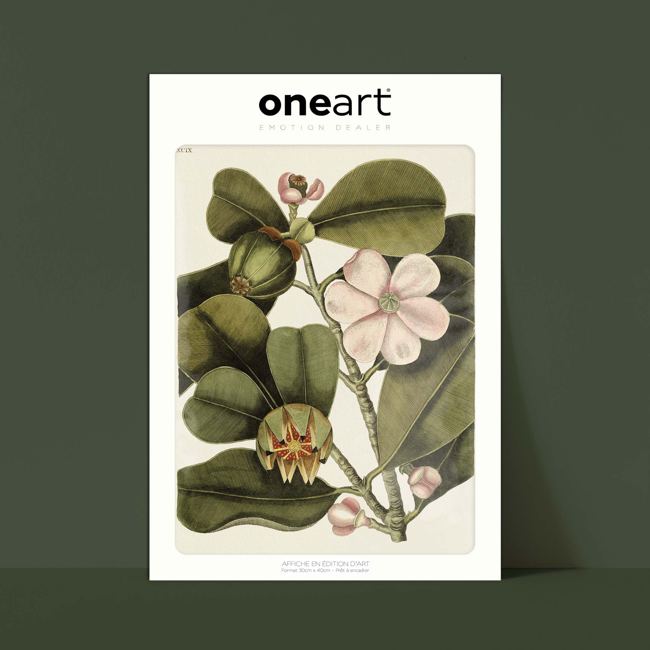 Planche botanique - Balsam-oneart.fr