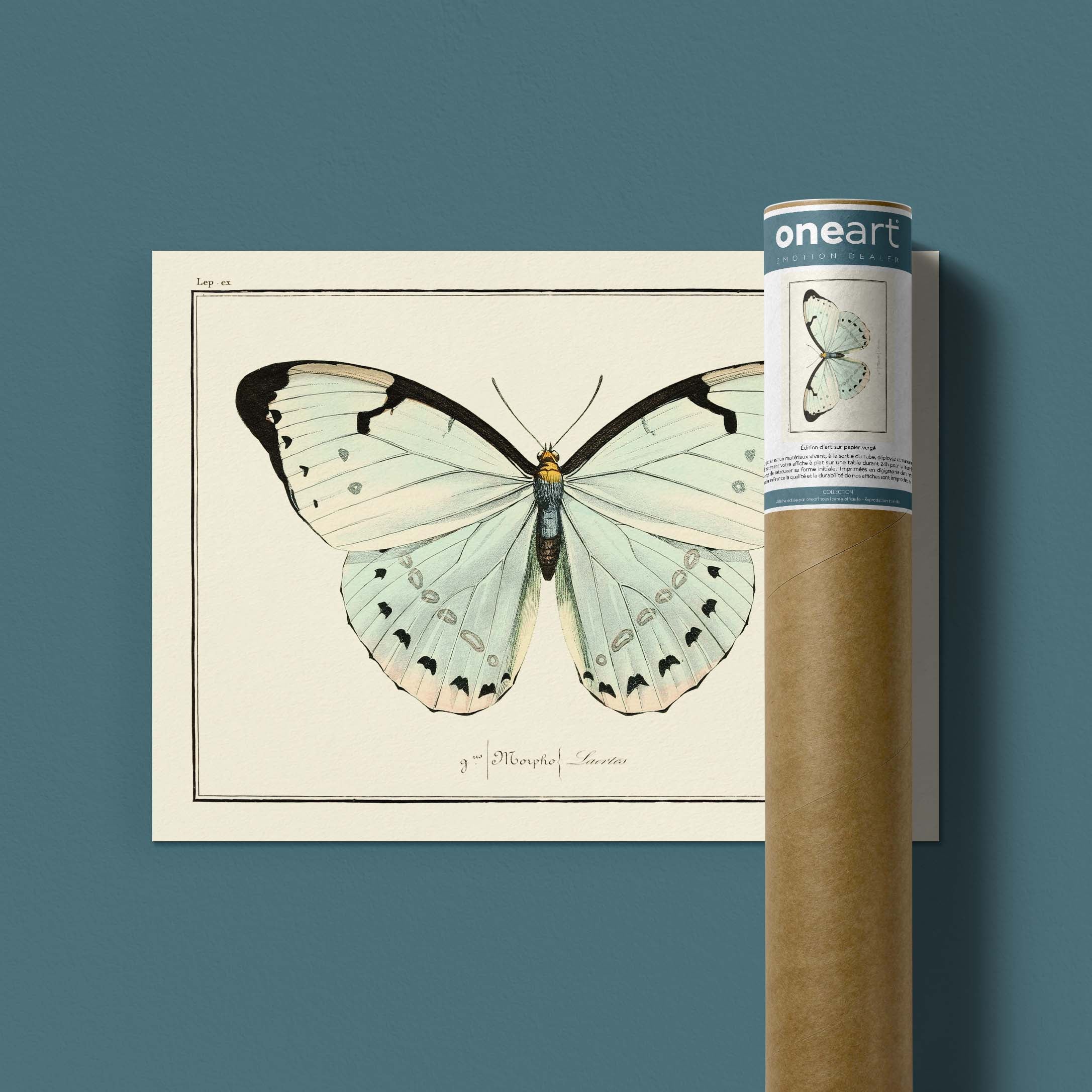 Planche d'entomologie Papillon - N°77-oneart.fr