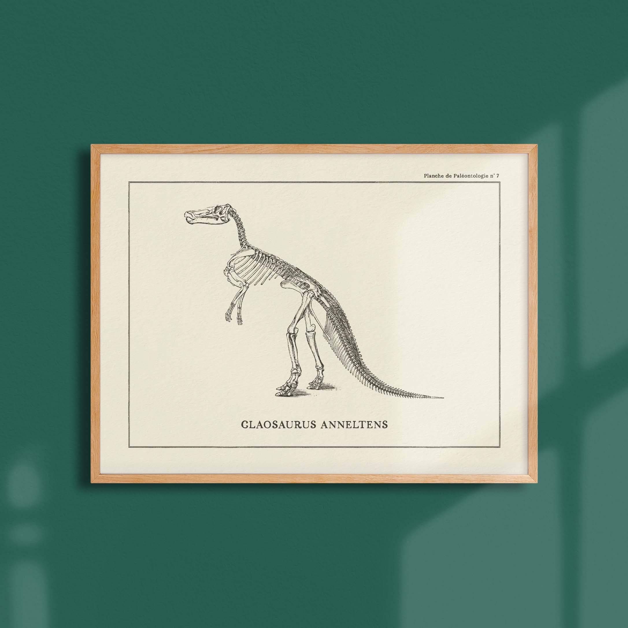 Affiche Dinosaure - Squelette de Claosaure-oneart.fr