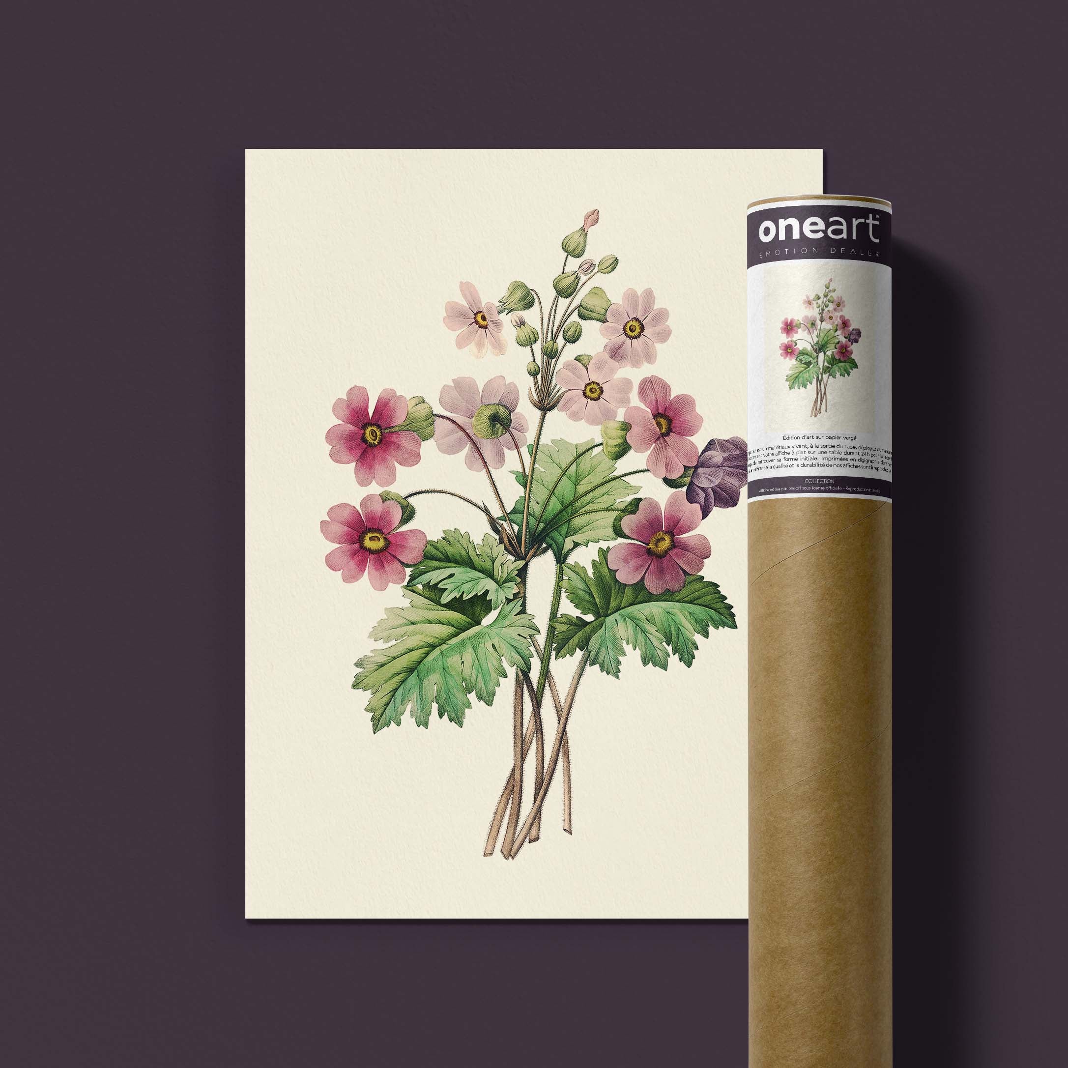 Planche botanique - Primevère de Chine-oneart.fr