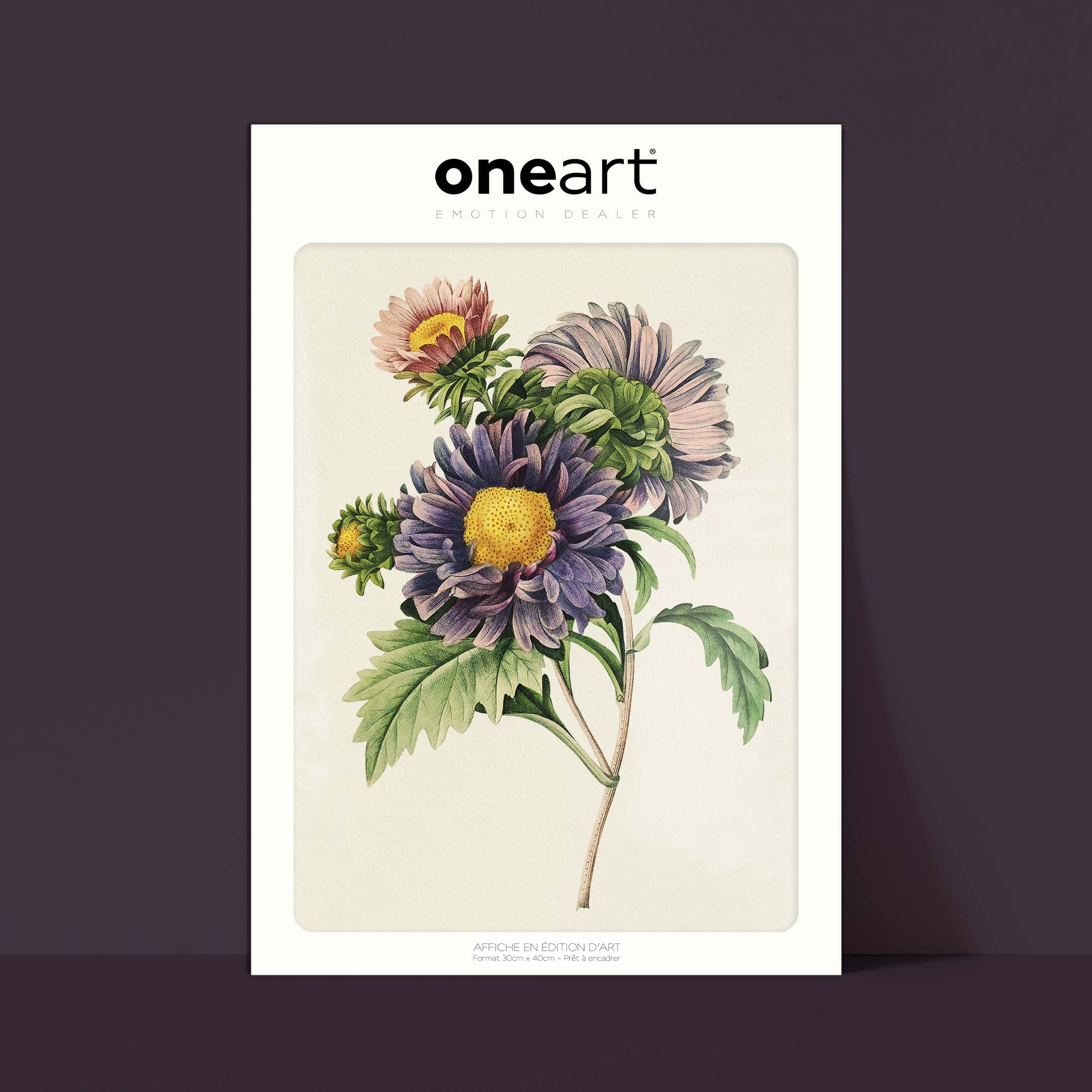 Planche botanique - Aster de Chine-oneart.fr