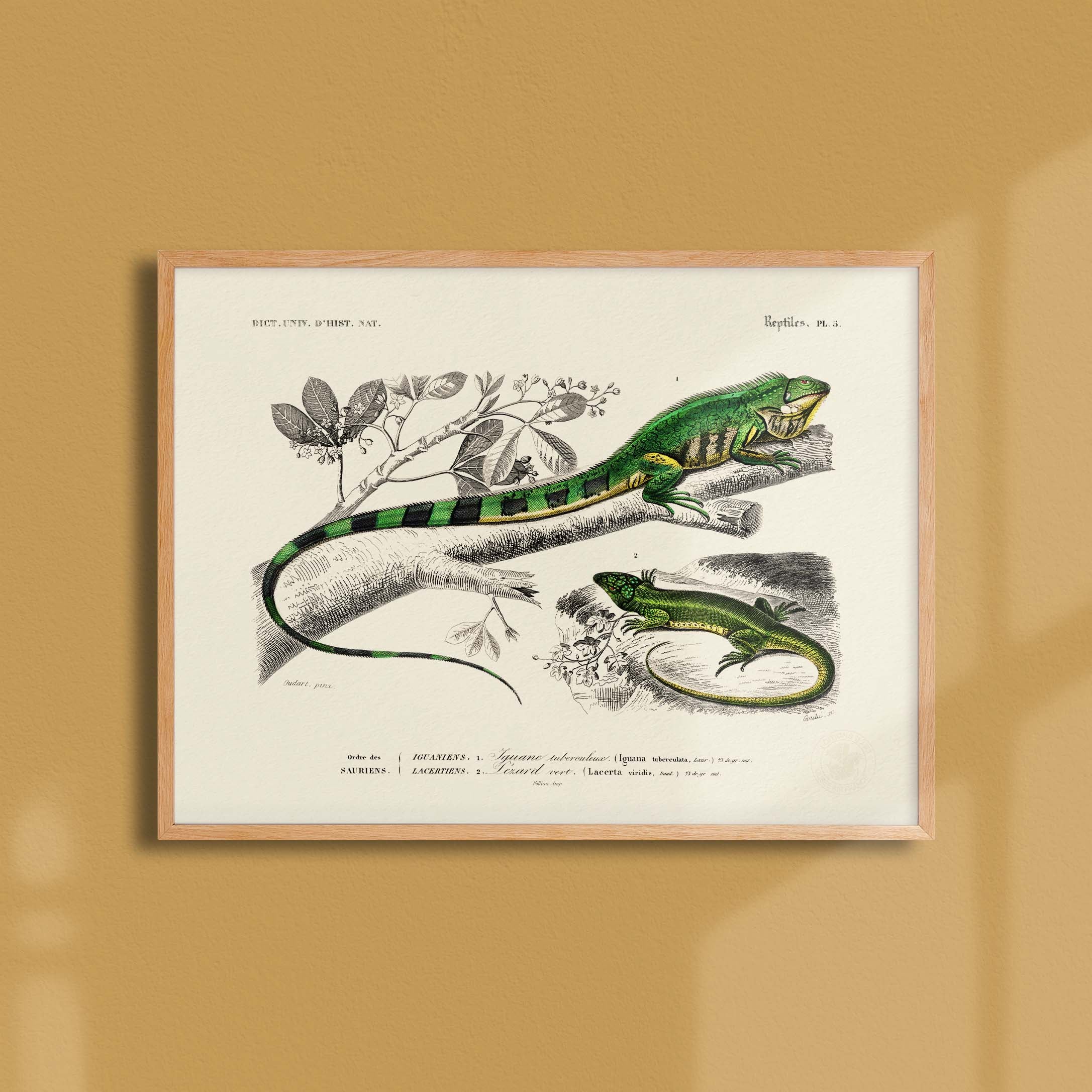 Planche de zoologie - L'iguane et le lézard-oneart.fr